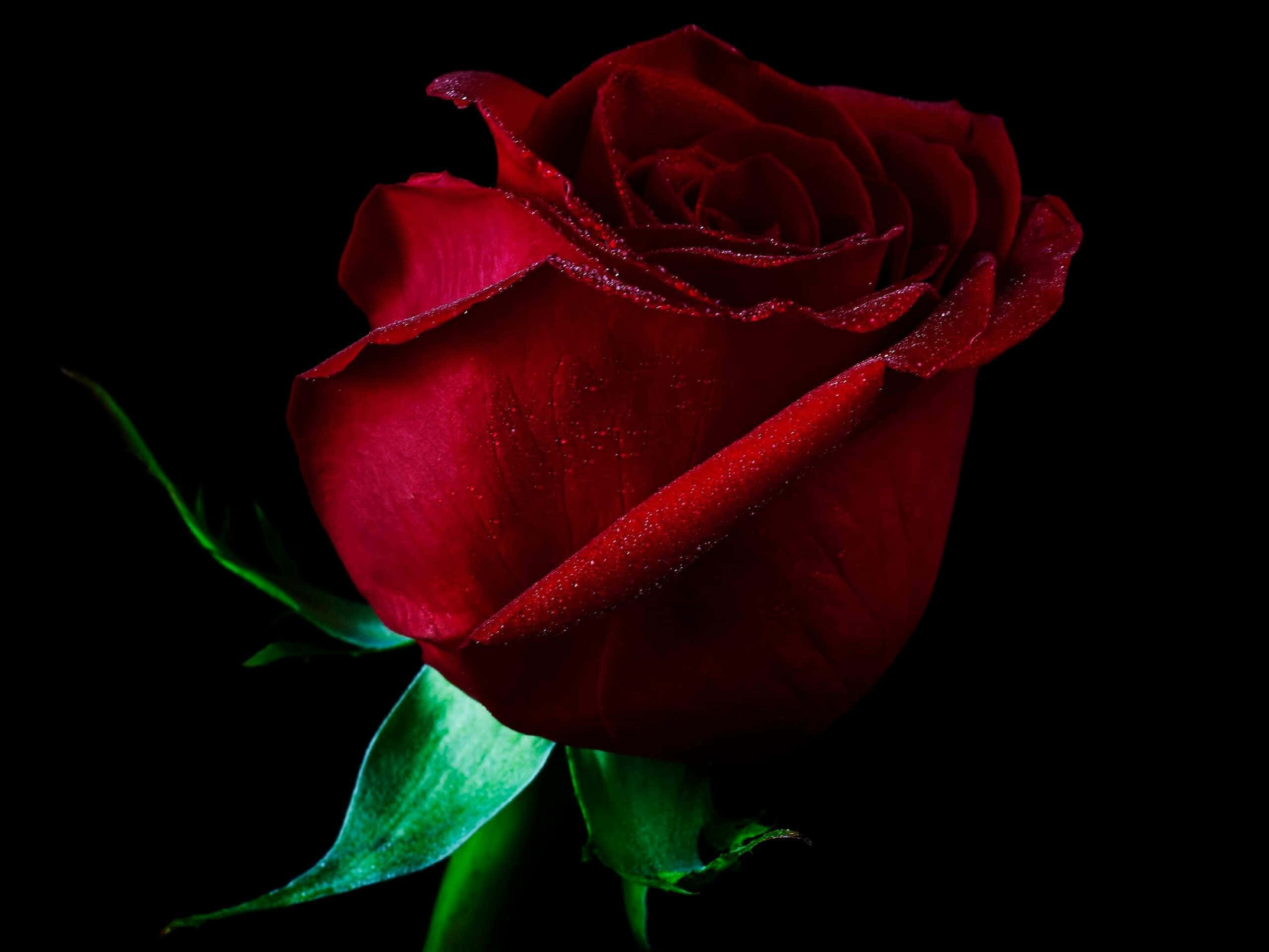 deep red rose, dewdrops, pure black background, 2K Desktop Wallpaper