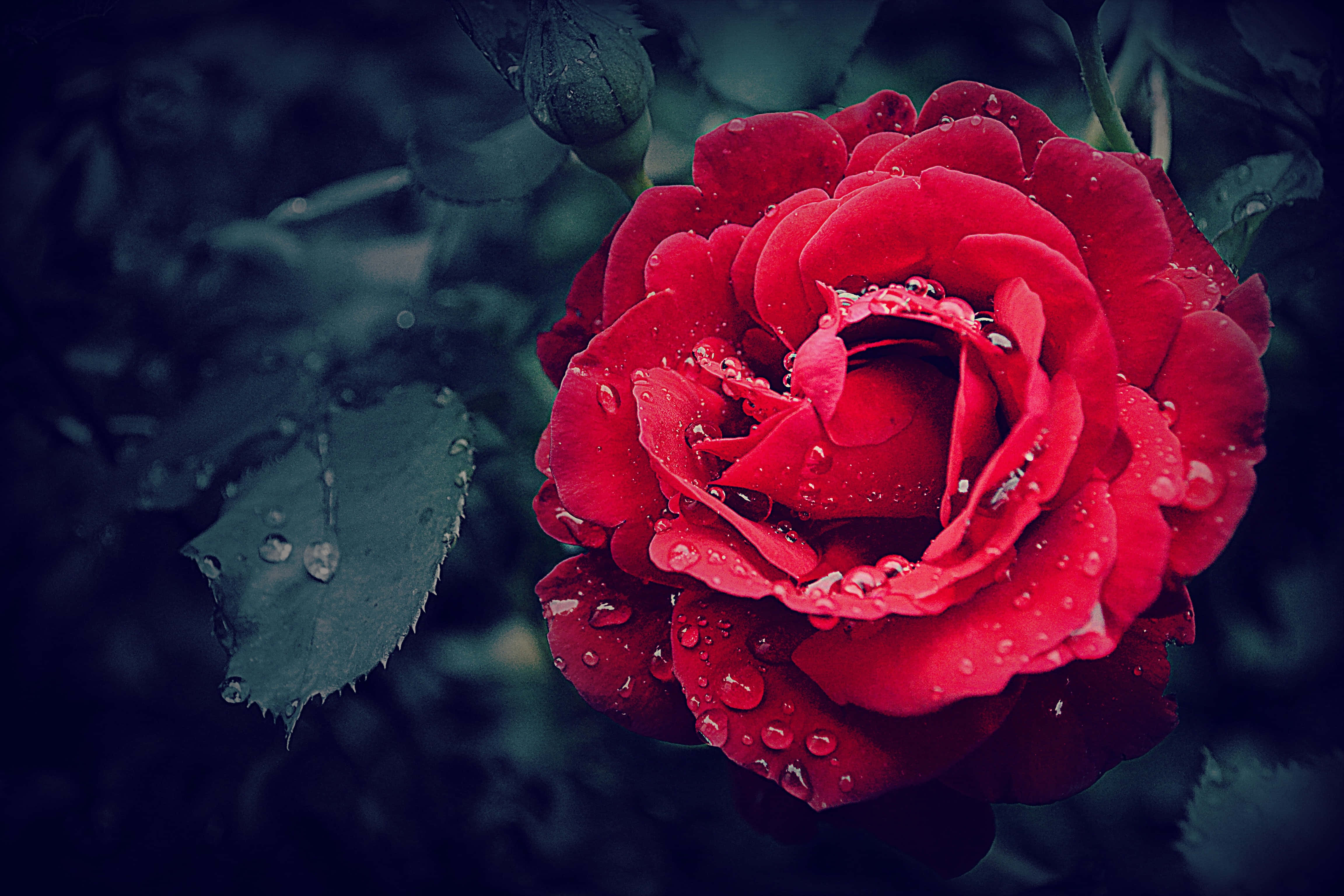 cool rose, vivid red rose, dewdrops, 4K Desktop Wallpaper