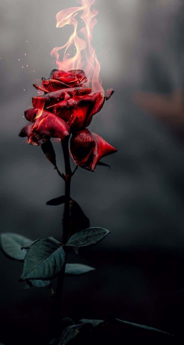 cool rose, red rose, ethereal flames, HD Phone Wallpaper