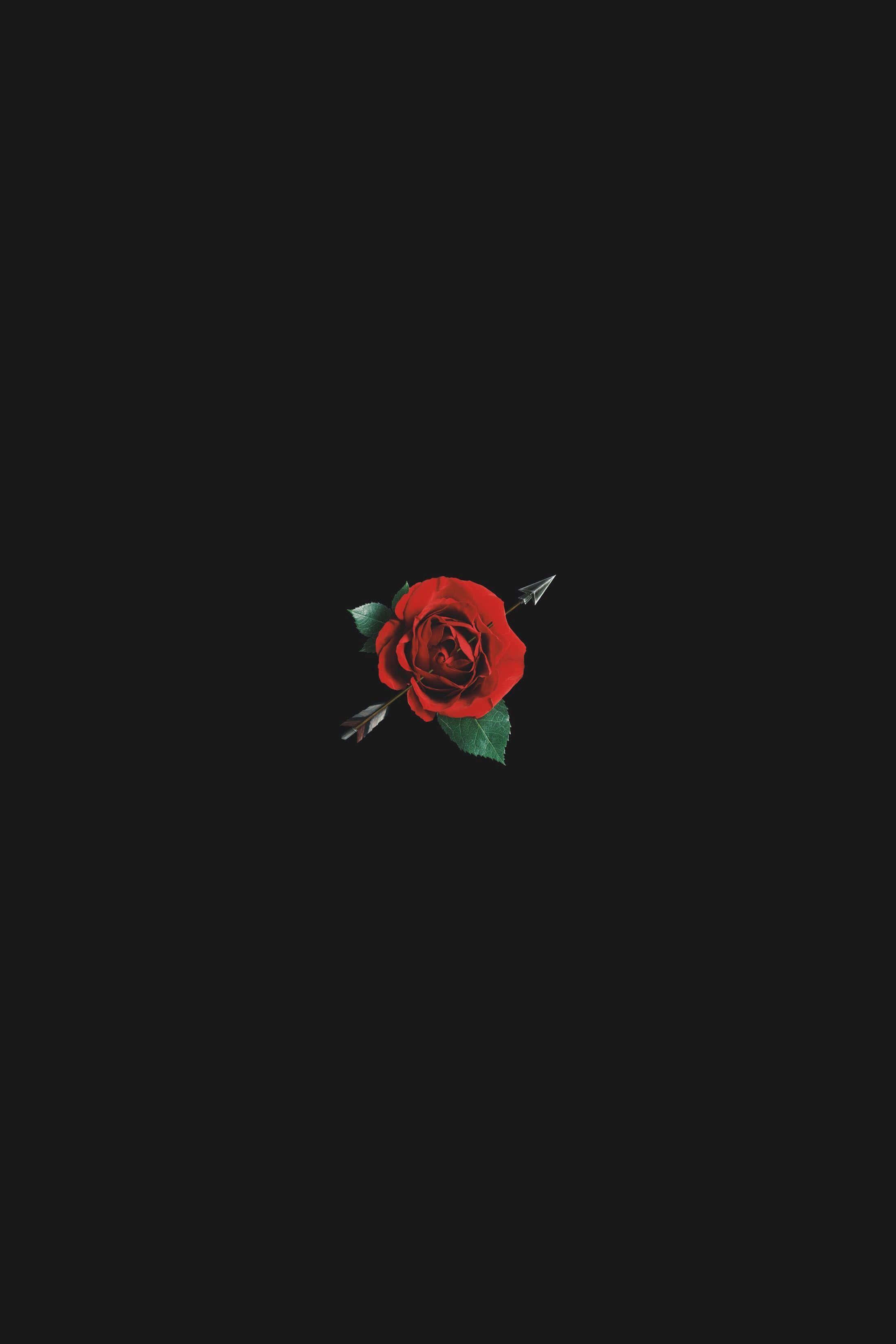 Cool Rose, vivid red rose, silver arrow, 2K Phone Wallpaper