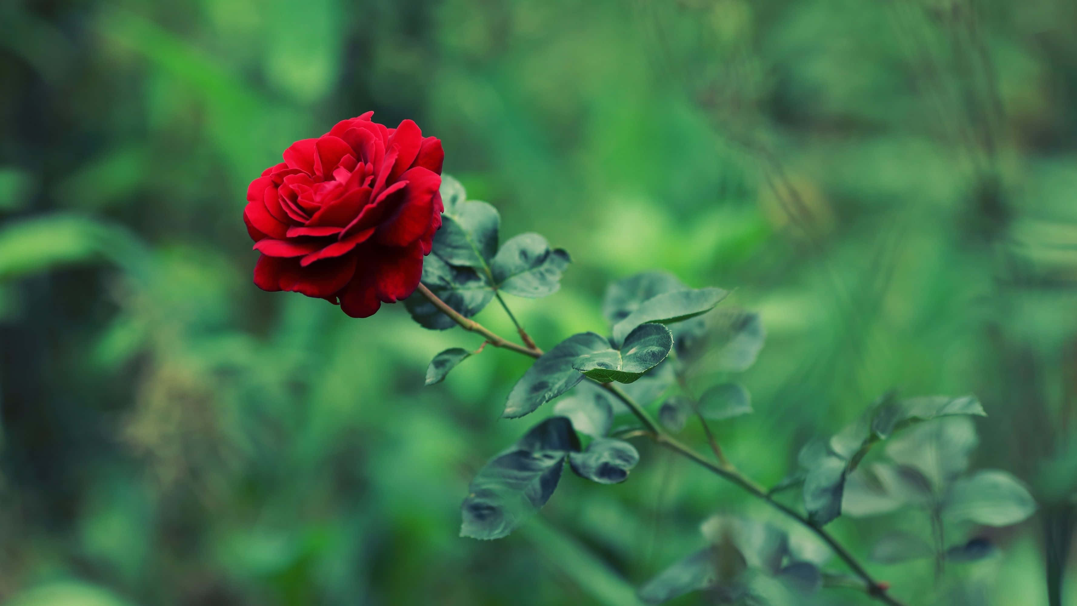 Cool Rose, vibrant red rose, soft blurred green foliage background, 2K Desktop Wallpaper