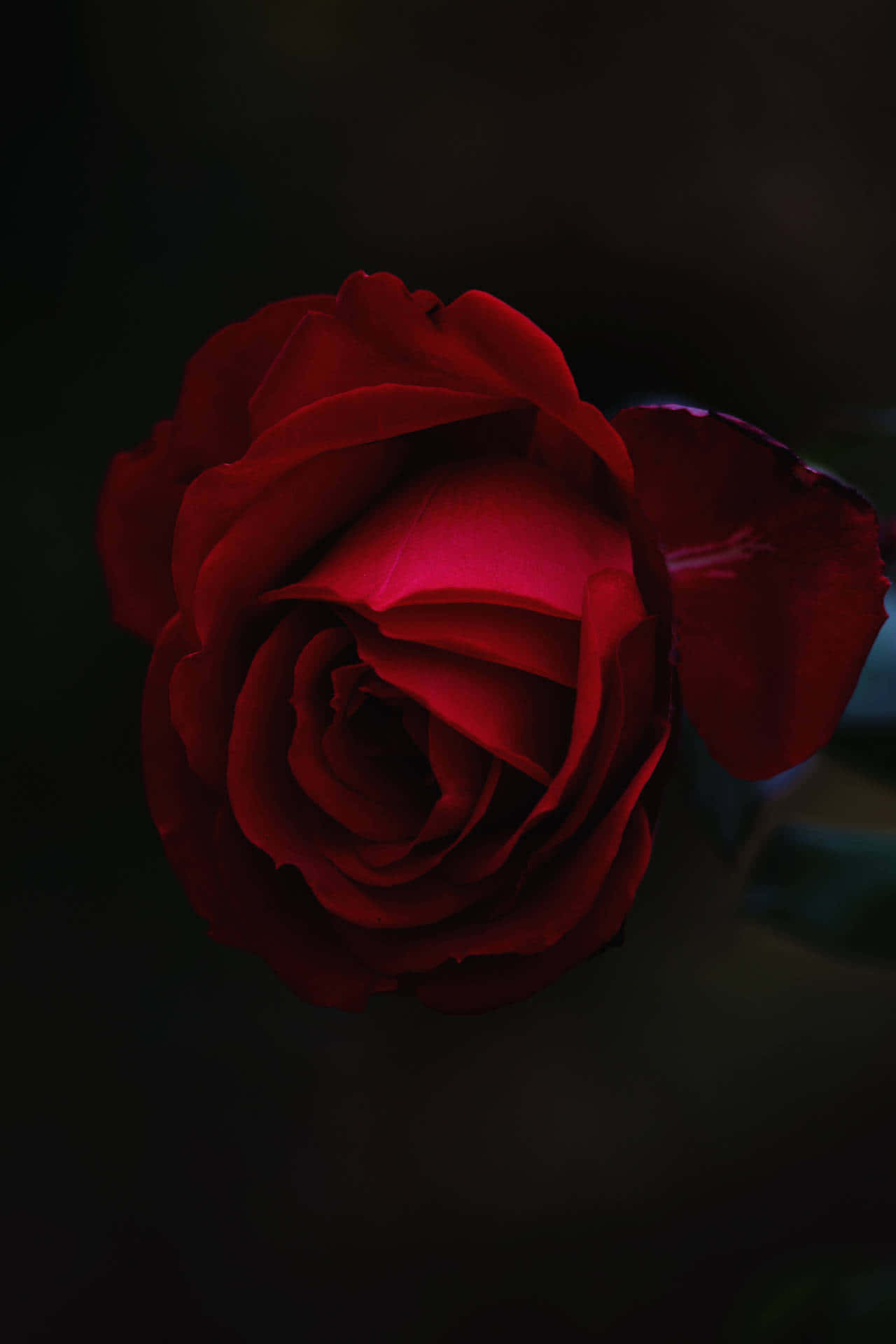 Cool Rose, deep red rose, glowing center, Full HD Phone Wallpaper