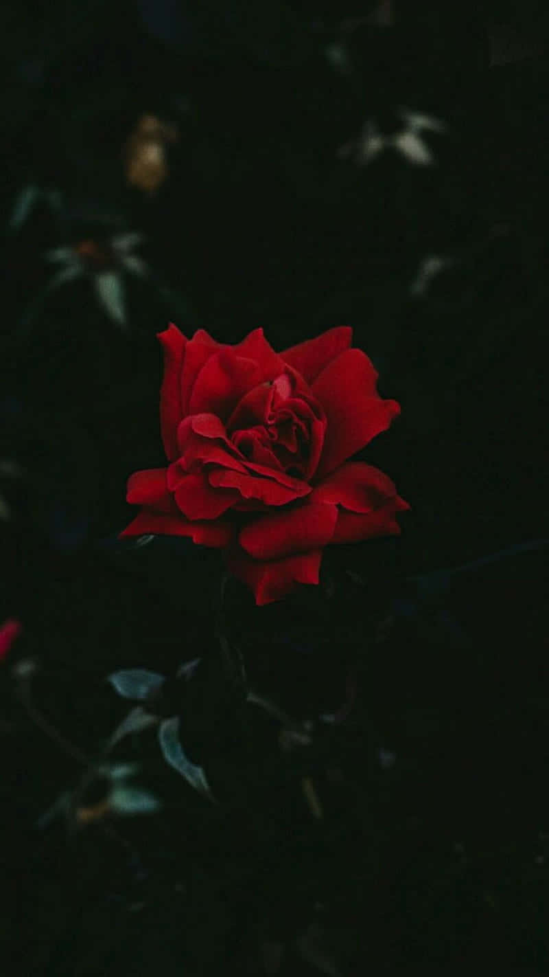Cool Rose, vivid red rose, deep shadowy background, HD Phone Wallpaper