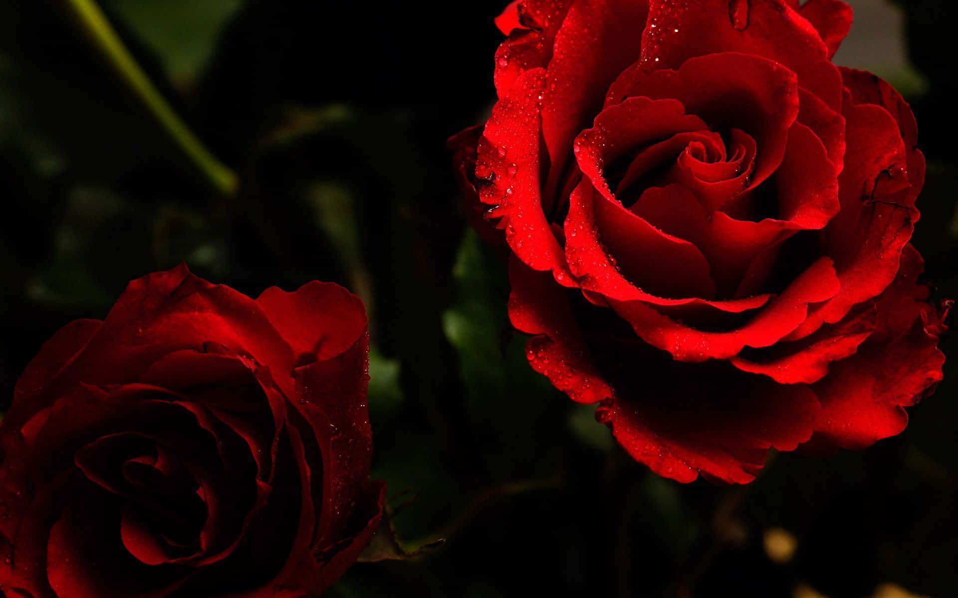 Cool Rose, deep red roses, dewdrops, Full HD Desktop Wallpaper