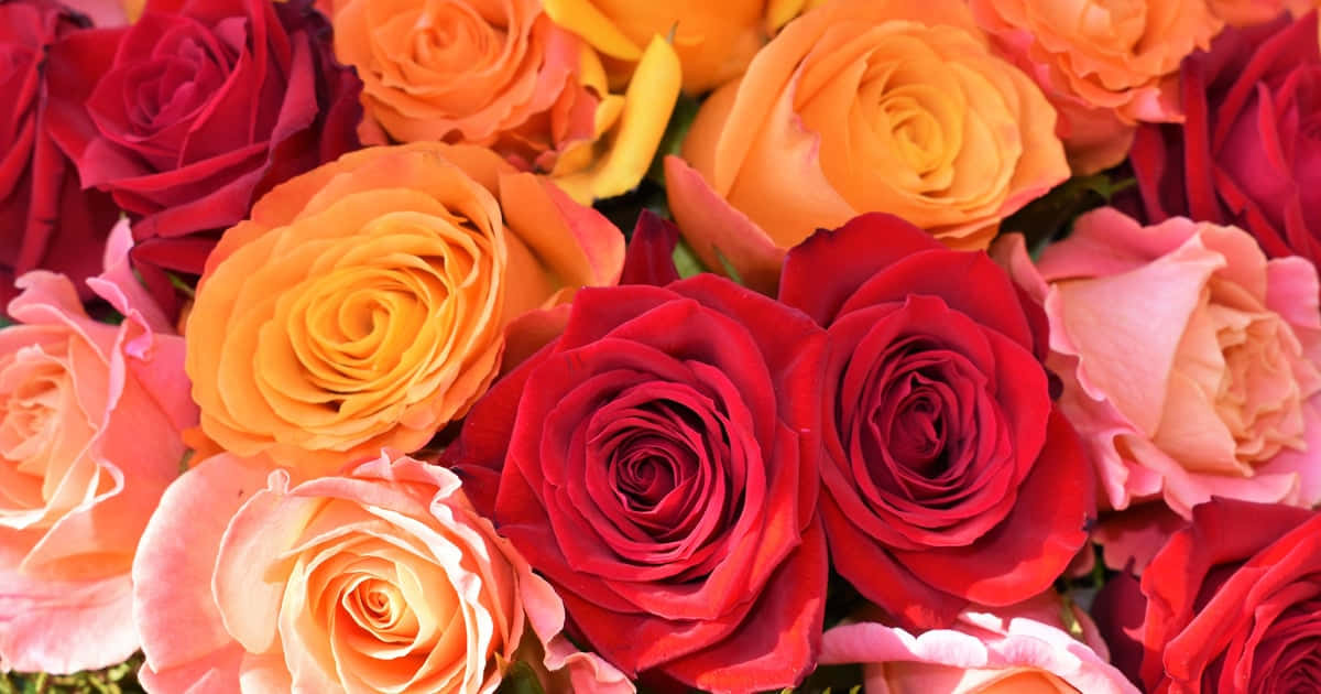 Cute Rose, red, orange, SD Desktop Wallpaper