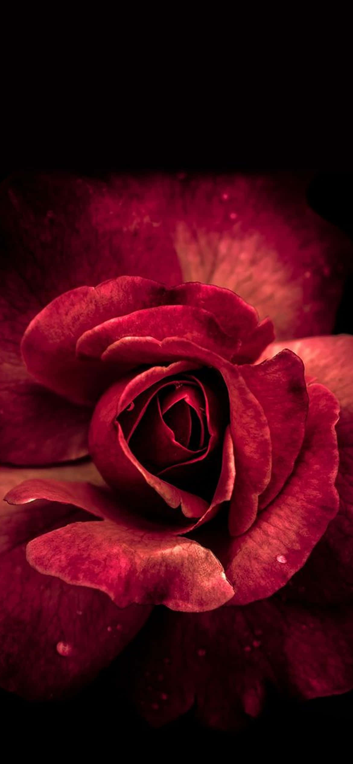 deep crimson rose, pitch black background, dewdrops, Full HD Phone Wallpaper