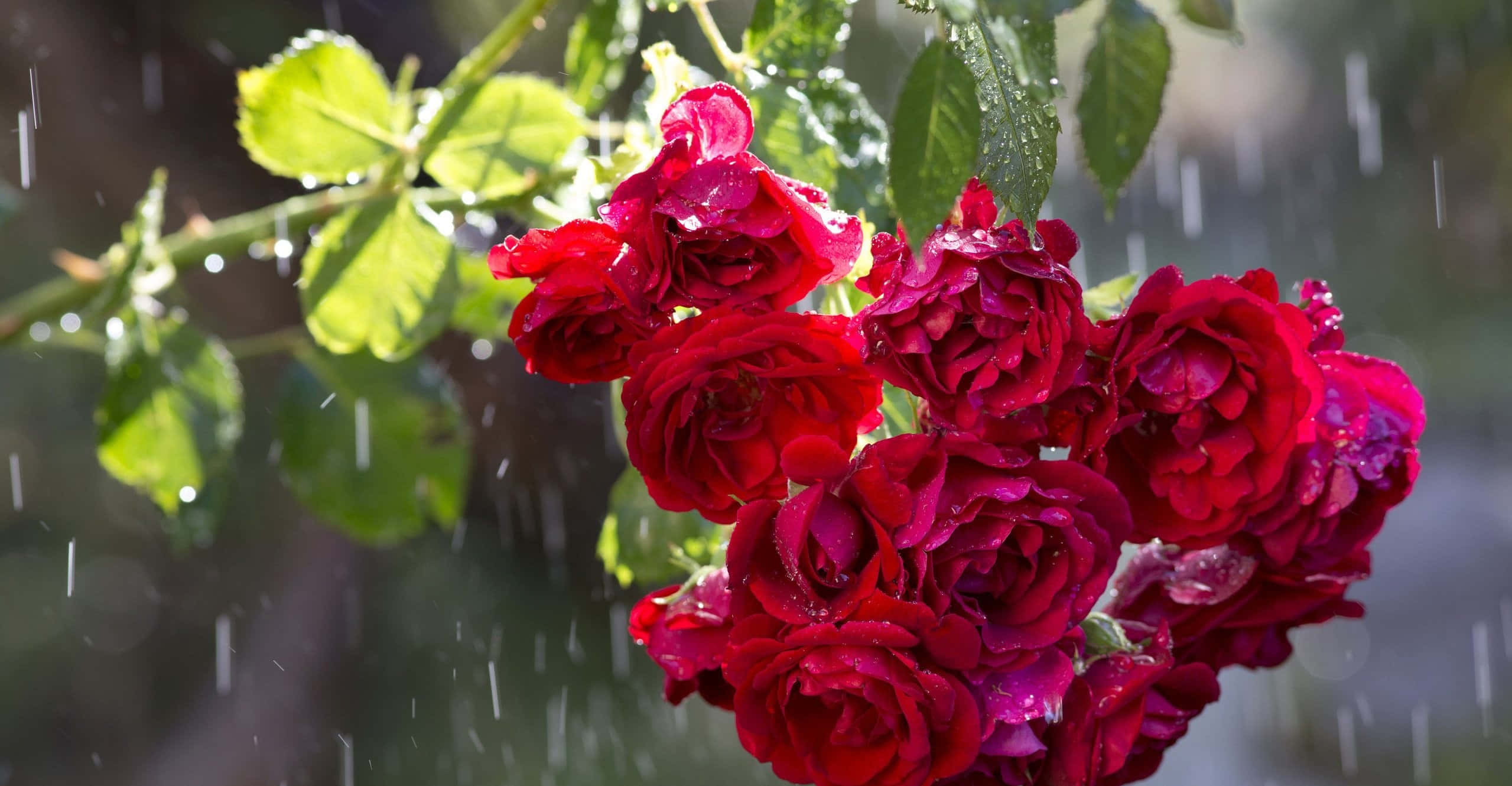 rose, raindrops, lush green leaves, Full HD Desktop Wallpaper