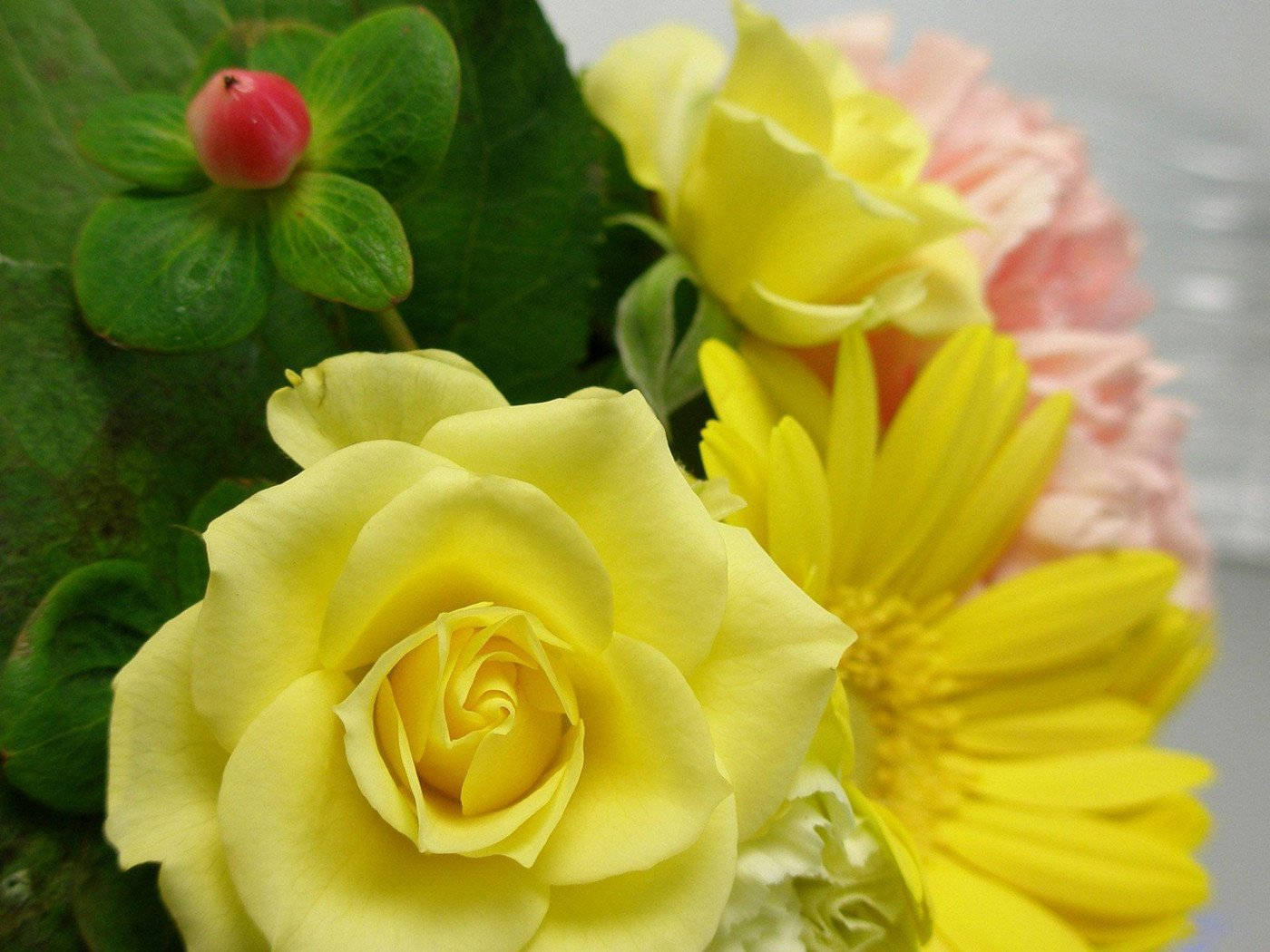 rich yellow rose, yellow roses, daisies, HD Desktop Wallpaper
