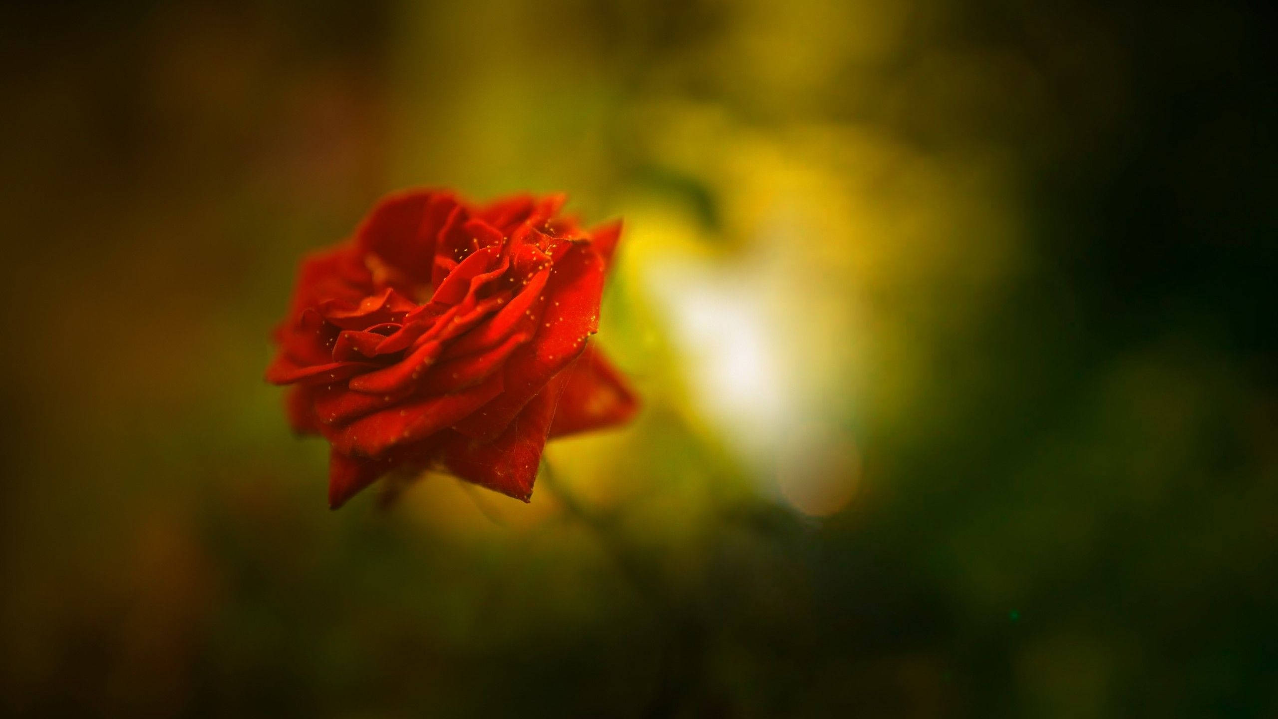 red rose, dewdrops, golden hues, 2K Desktop Wallpaper