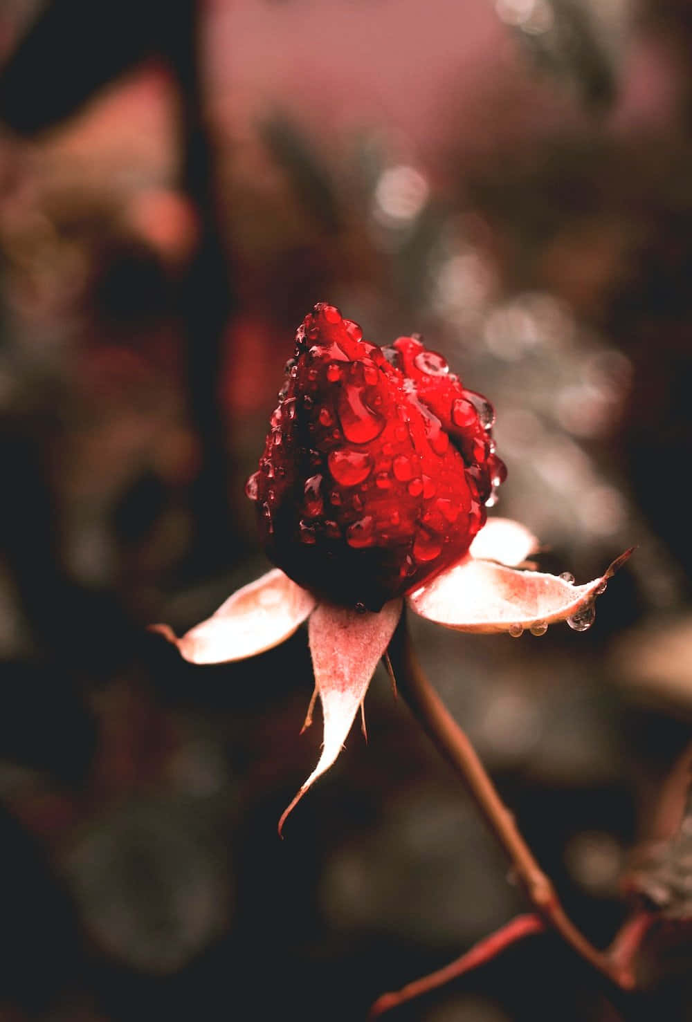 rosebud, deep red, dewdrops, HD Phone Wallpaper