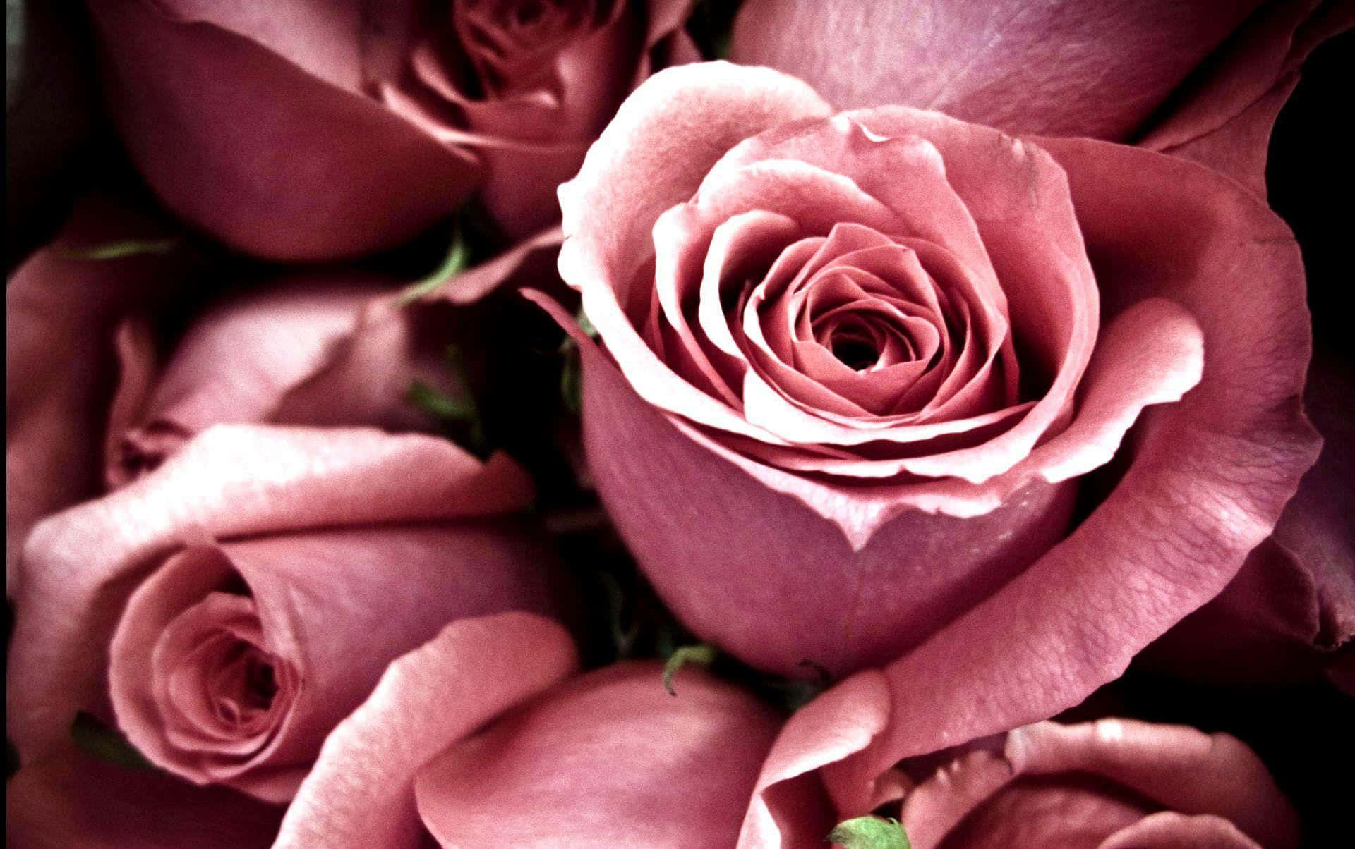 Delicate Blush Pink Rose, velvety pink roses, soft lighting, Full HD Desktop Wallpaper
