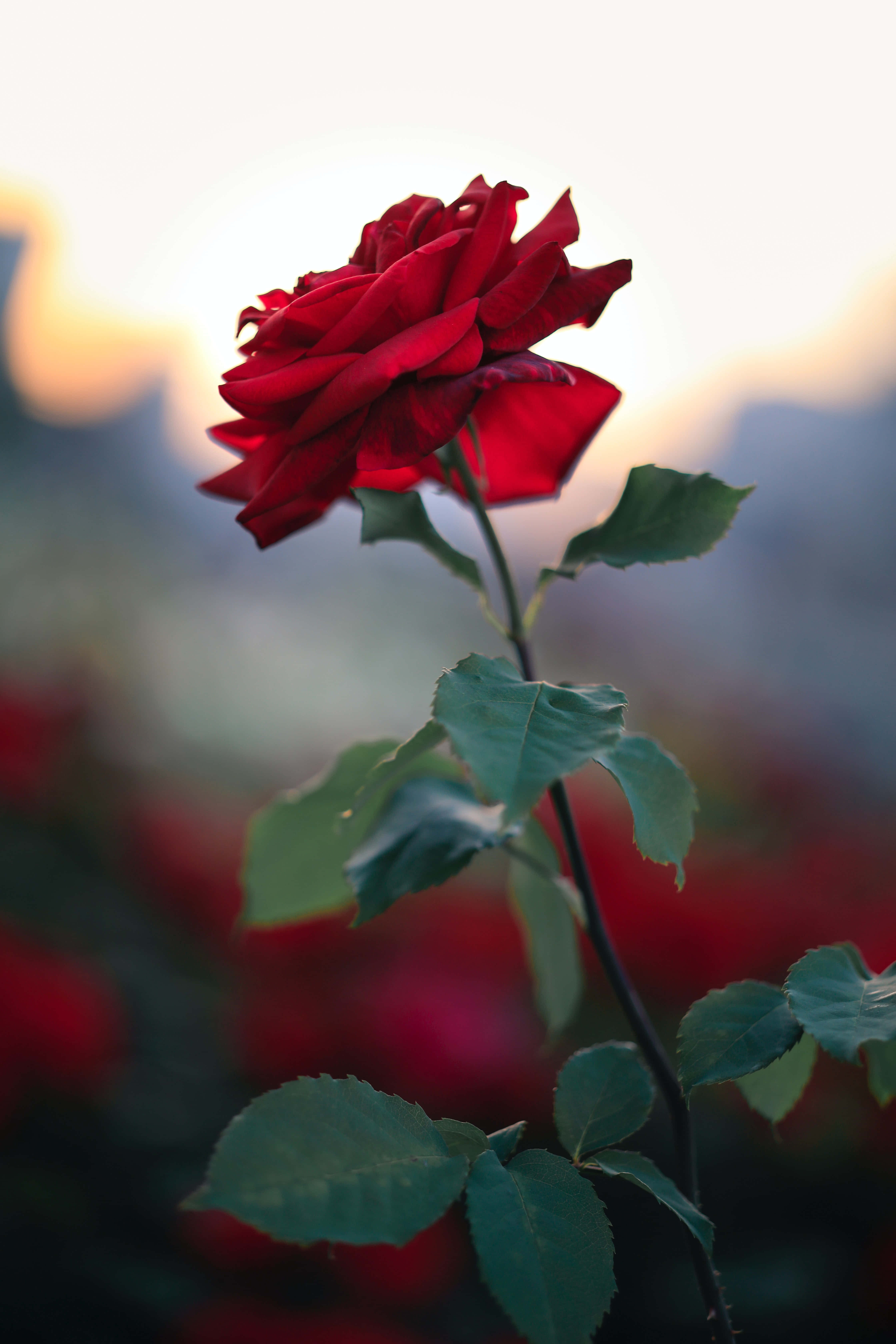 vibrant red rose, soft golden sunset, blurred green leaves, 5K Phone Wallpaper