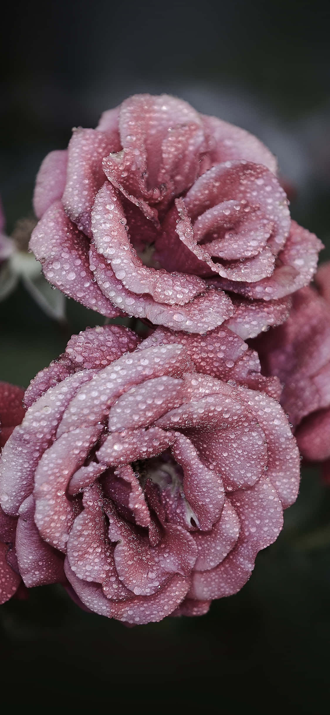 cute rose, delicate pink roses, dewdrops, Full HD Phone Wallpaper
