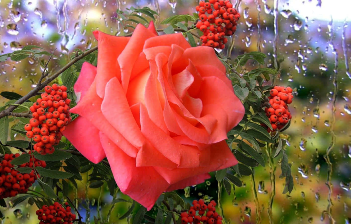 rose, rain, coral rose, HD Desktop Wallpaper