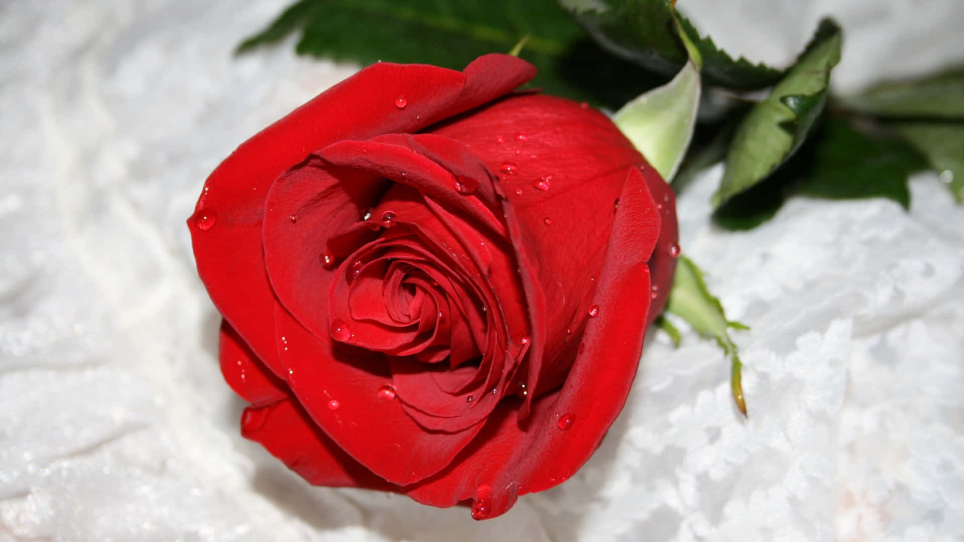 Cute Rose, vibrant red rose, dew drops, Full HD Desktop Wallpaper