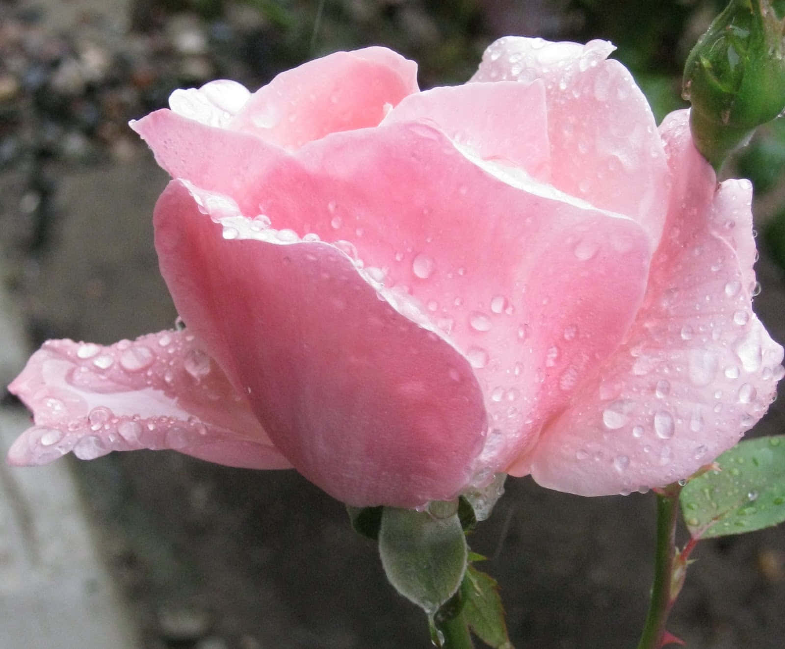 rose, rain, wet, HD Desktop Wallpaper