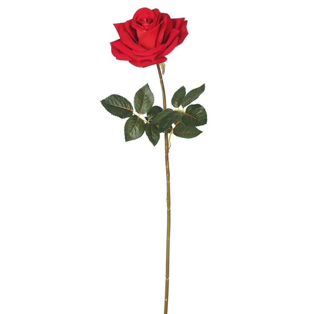 single vibrant red rose, lush green leaves, slender stem, SD Desktop Wallpaper