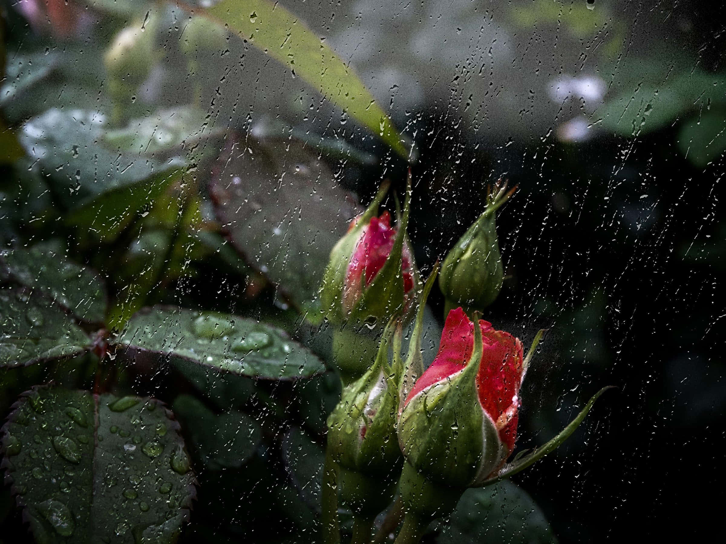 rose, raindrops, window, Full HD Desktop Wallpaper