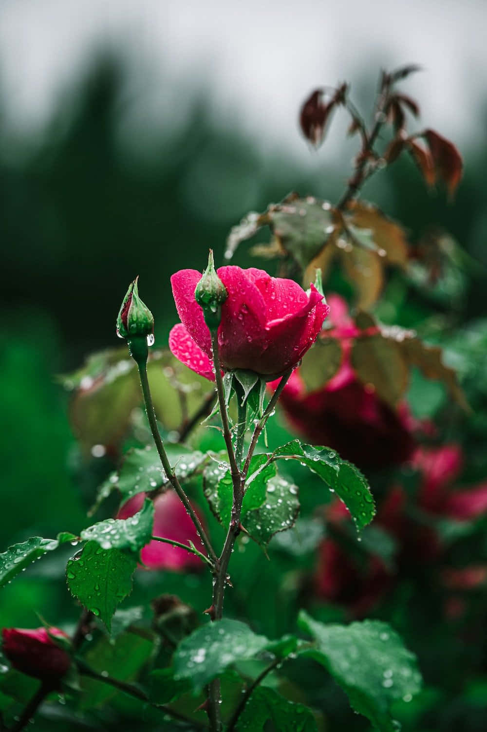 rose, raindrops, pink, HD Phone Wallpaper