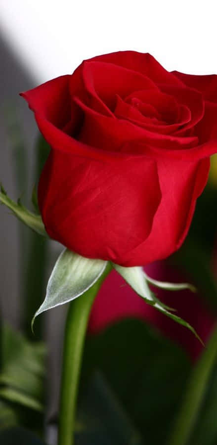 single rose, vibrant red rose, velvety petals, SD Phone Wallpaper