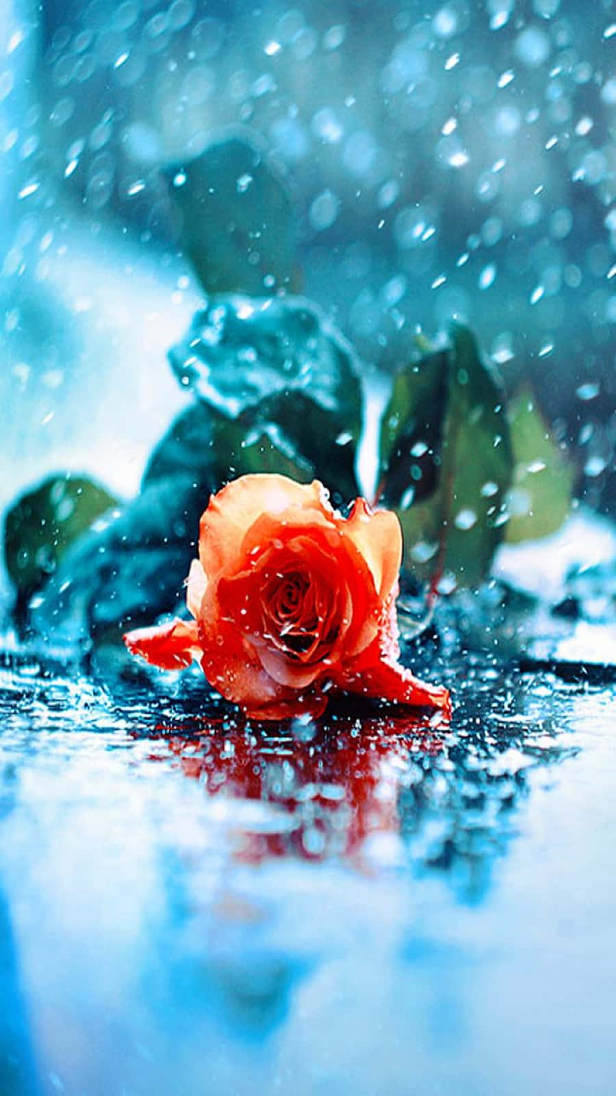 rose, raindrops, wet surface, HD Phone Wallpaper
