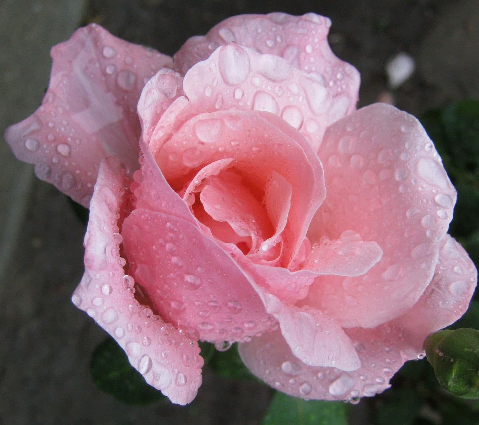 rose, raindrops, dewdrops, HD Desktop Wallpaper