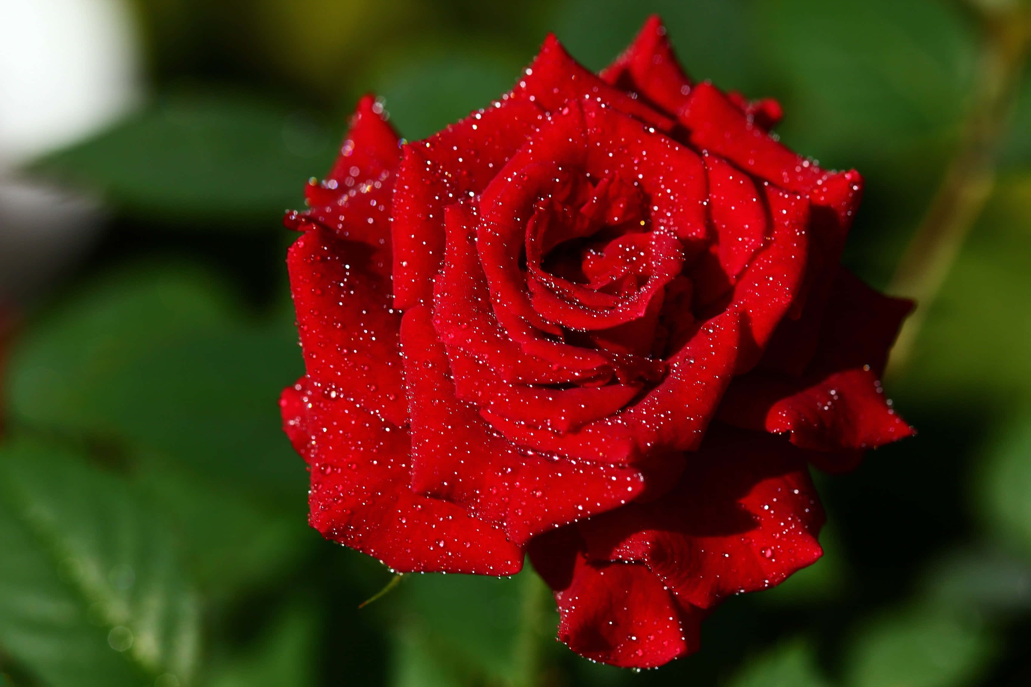 rose, red rose, glistening raindrops, 2K Desktop Wallpaper