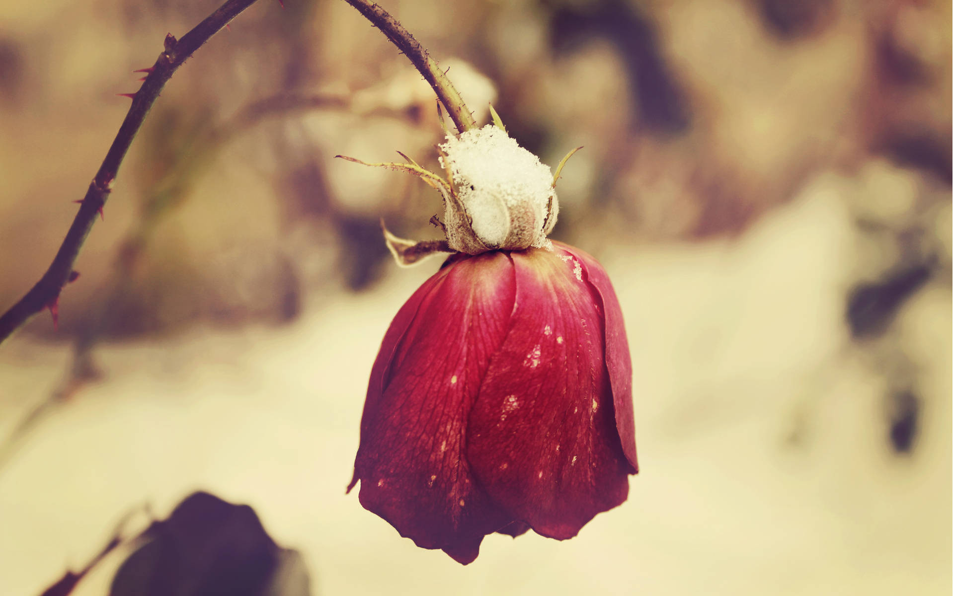red rose, winter weather, thorny stem, Full HD Desktop Wallpaper
