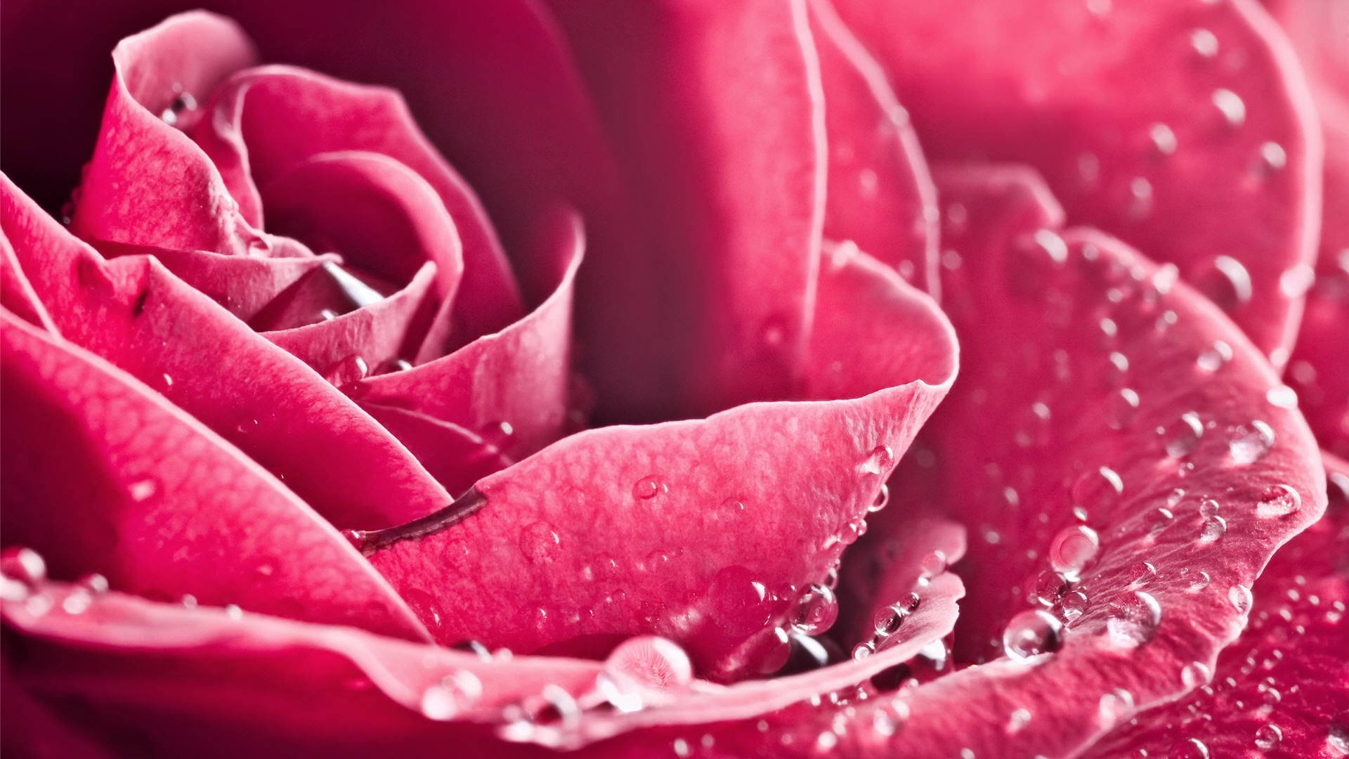 hot pink rose, water droplets, velvety petals, Full HD Desktop Wallpaper