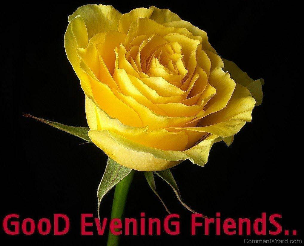 Good Evening Rose, vibrant yellow rose, intricate layered petals, SD Desktop Wallpaper
