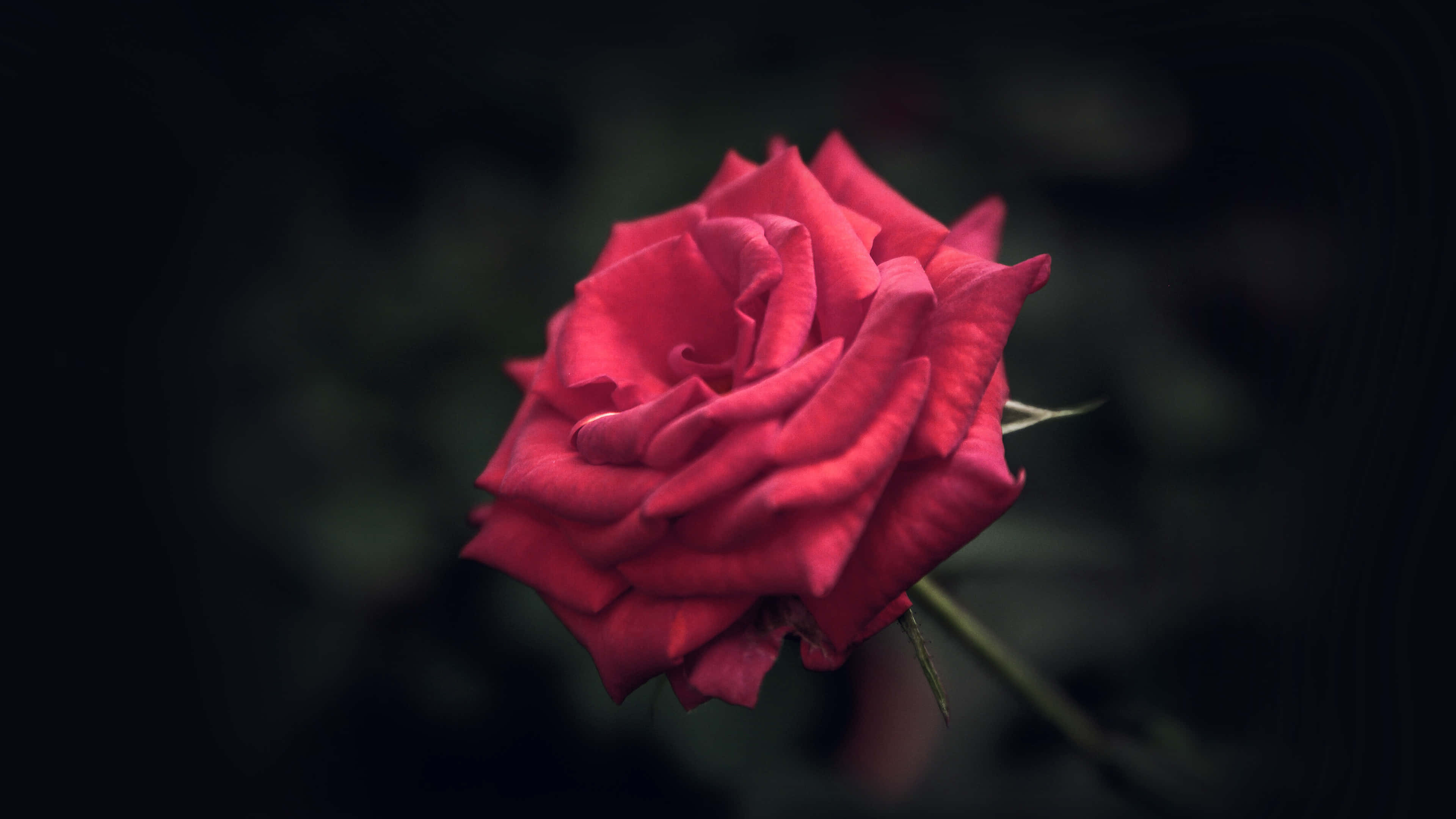 cool rose, vivid red rose, deep dark background, 4K Desktop Wallpaper