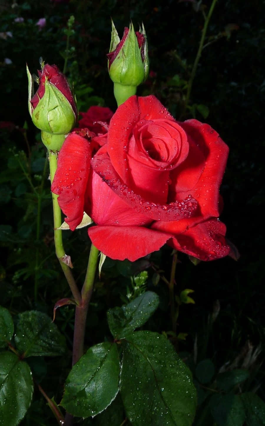 rose, rainfall, vibrant red rose, HD Phone Wallpaper