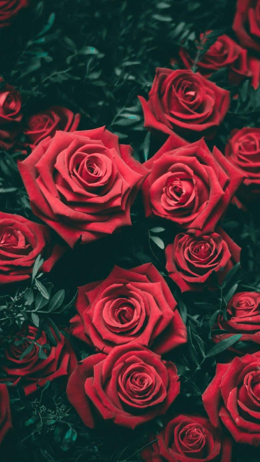 vibrant red roses, dark green foliage, richly saturated close-up, HD Phone Wallpaper