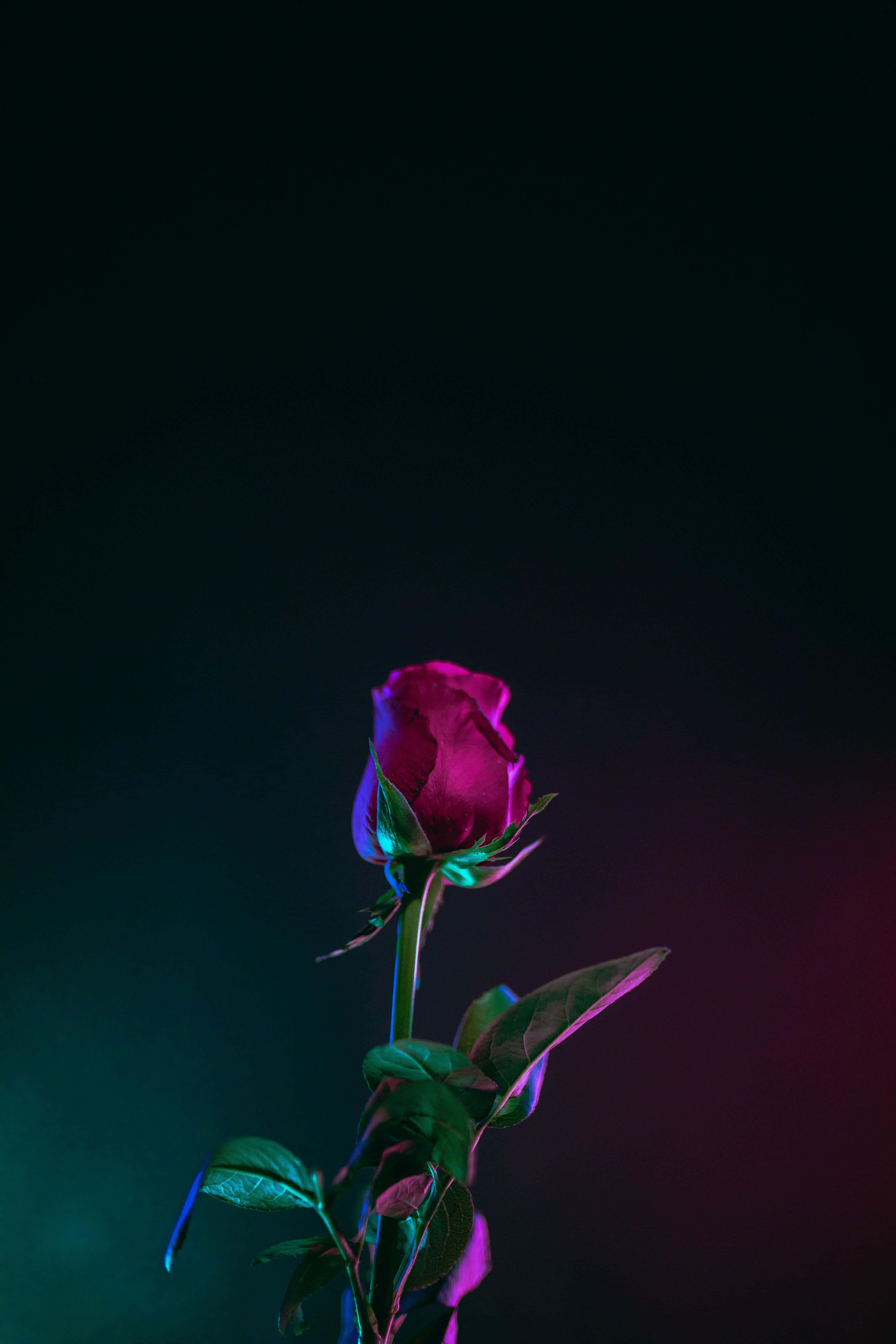 vibrant night rose, magenta rosebud, green leaves, 5K Phone Wallpaper