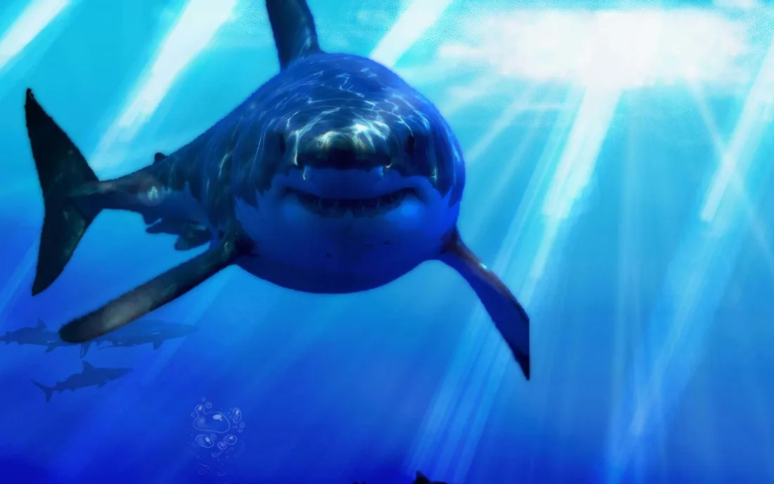 Cool Shark