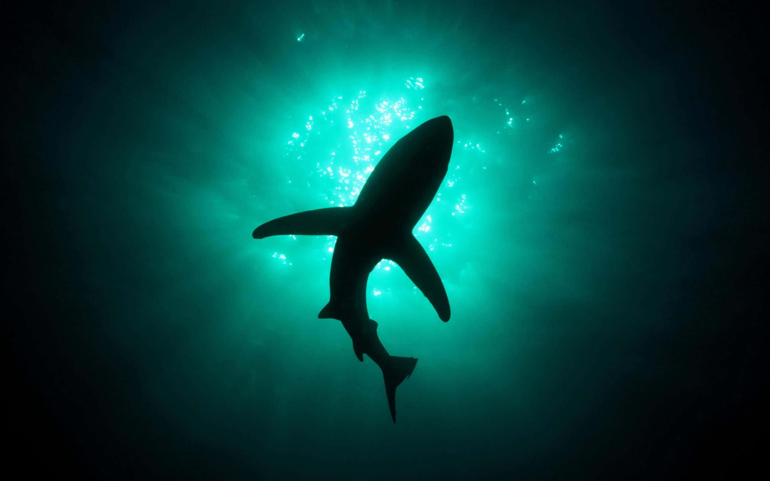 Cool Shark, glowing turquoise water, sunlight filters, 2K Desktop Wallpaper