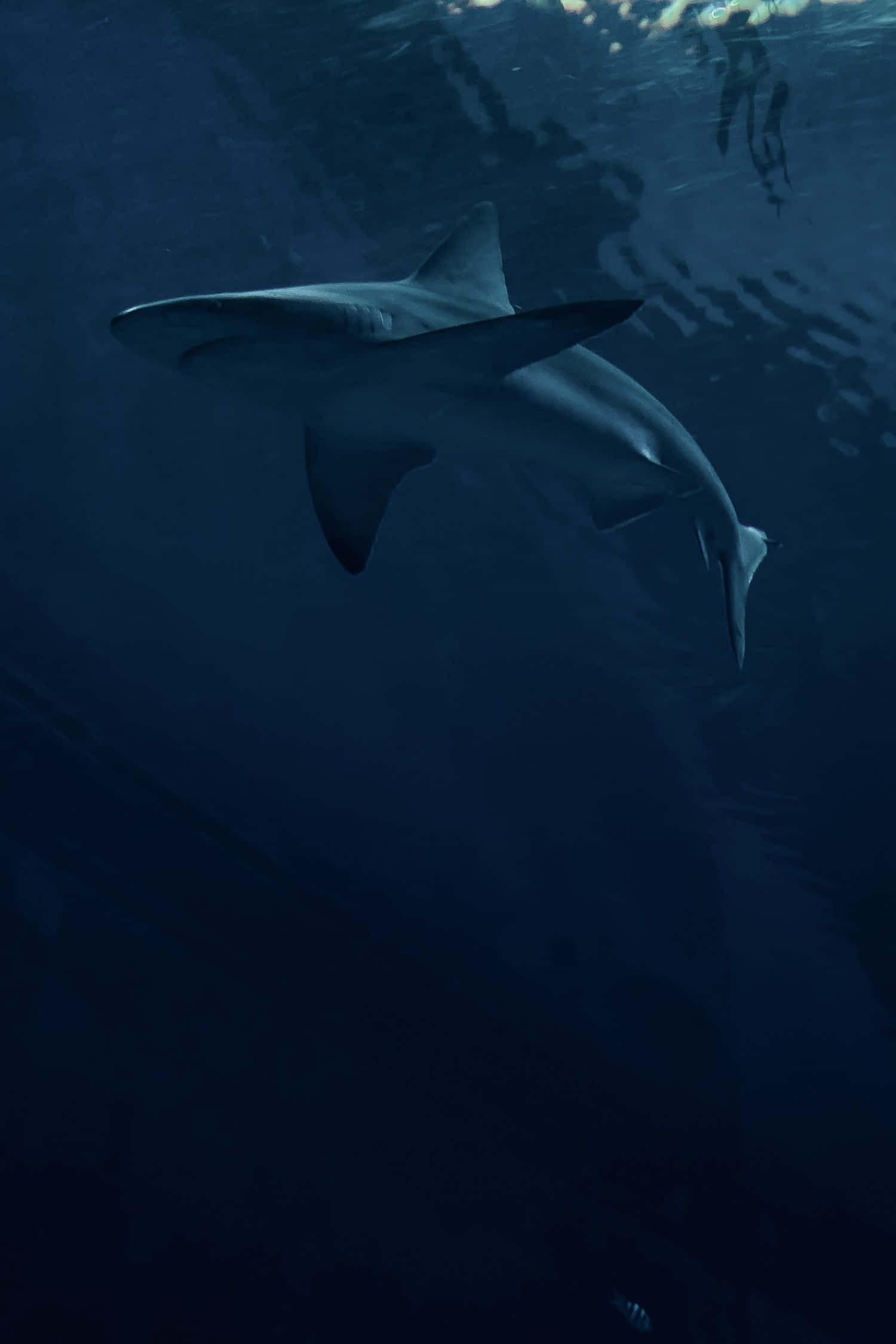 Cool Shark, deep blue ocean water, sunlight filtering, Full HD Phone Wallpaper