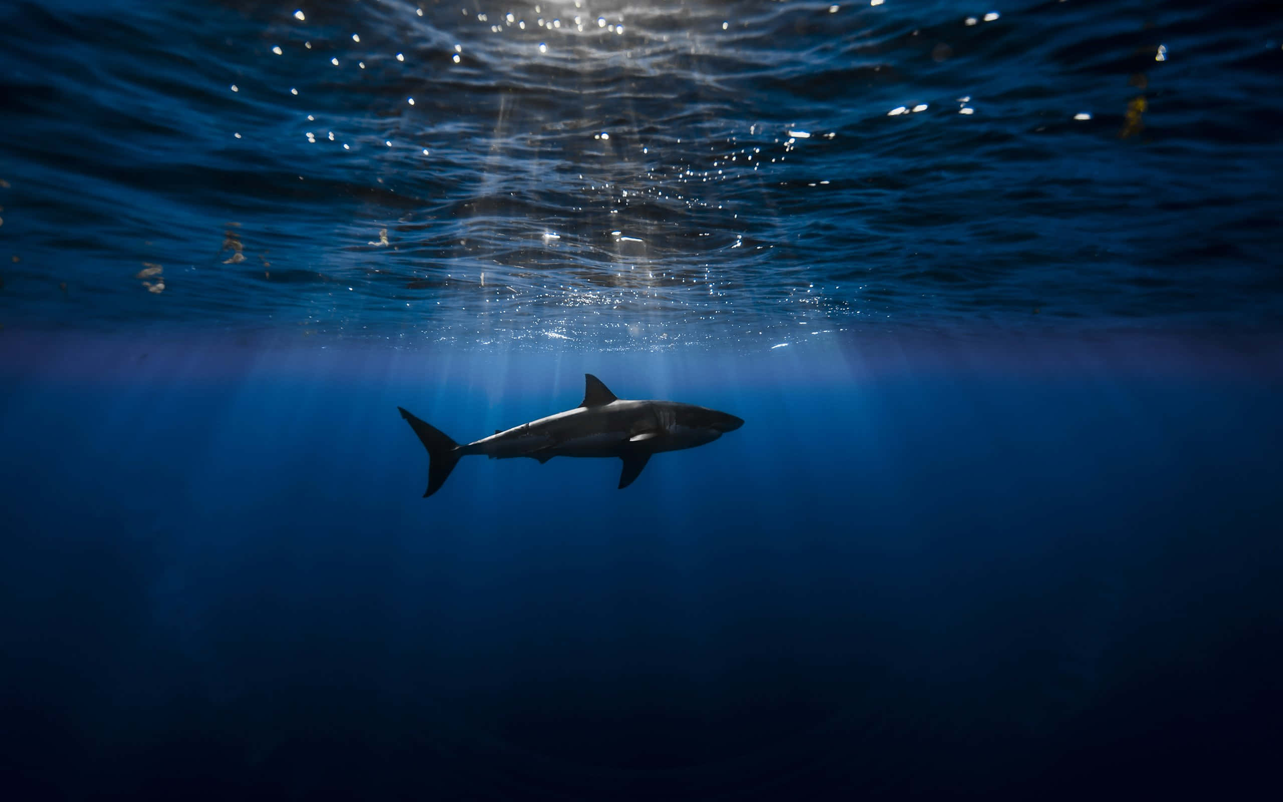 Cool Shark, shark, deep blue ocean water, 2K Desktop Wallpaper