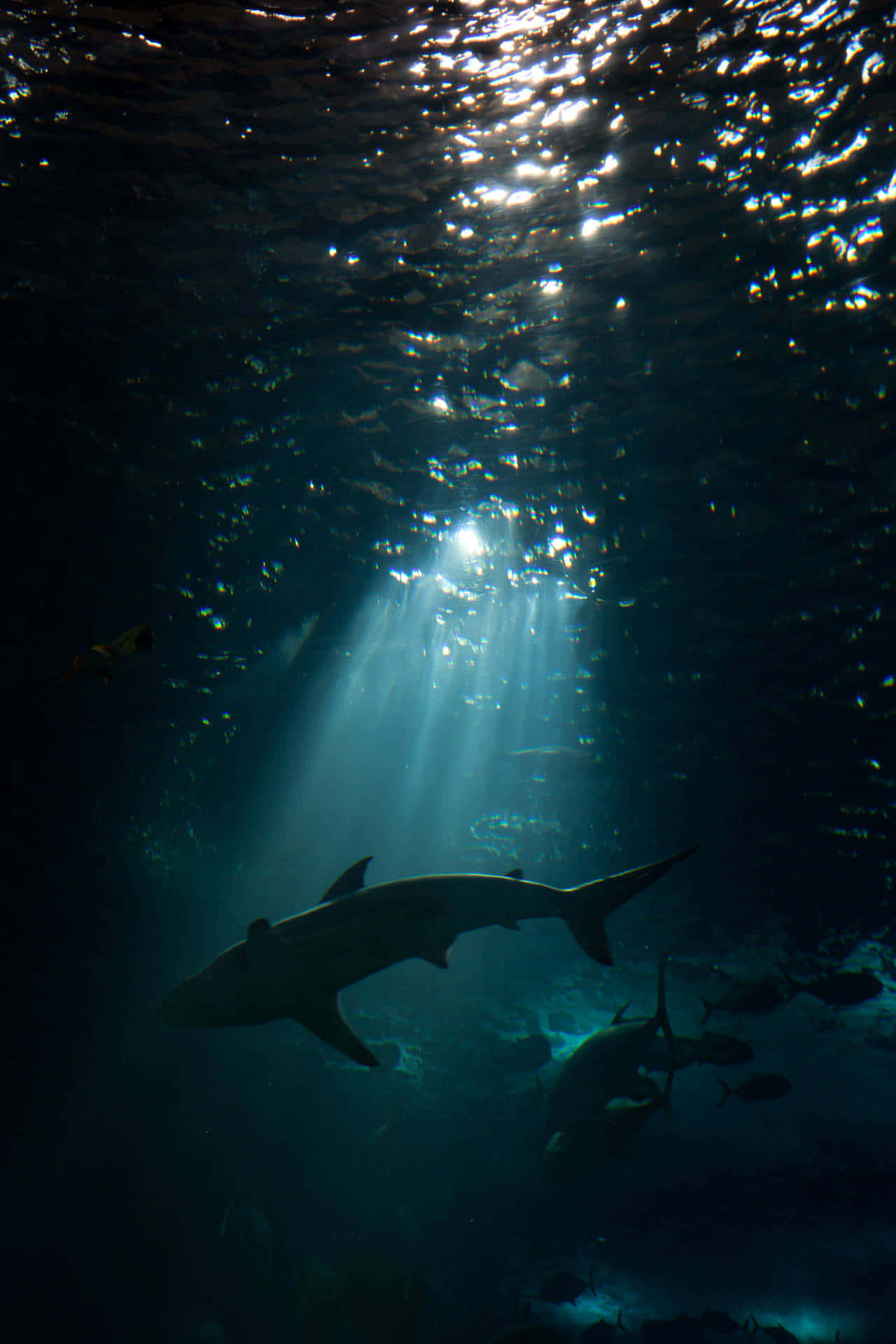Cool Shark, deep blue ocean water, sunbeams, Full HD Phone Wallpaper