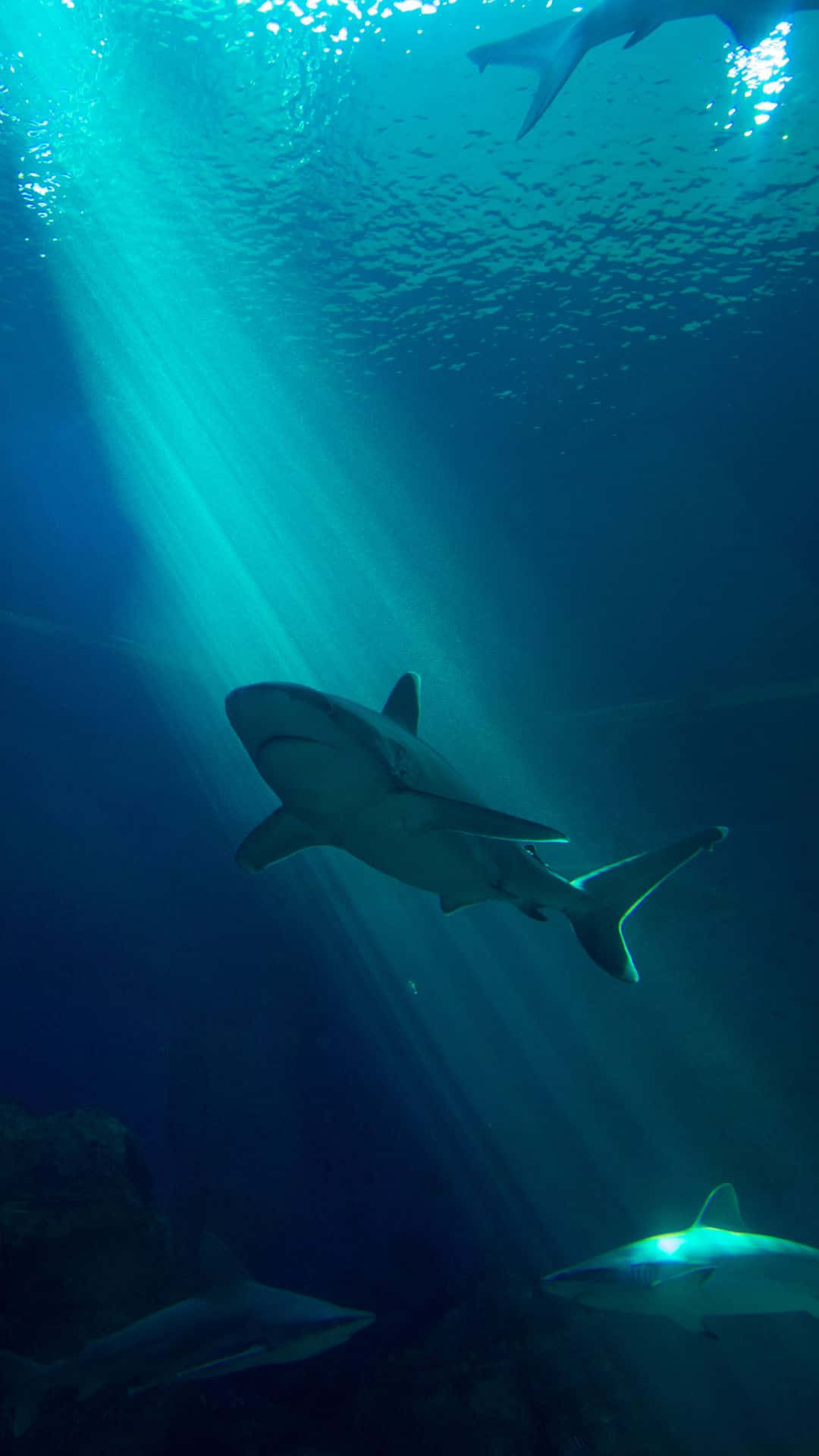 cool shark, deep blue ocean, sunbeams, Full HD Phone Wallpaper