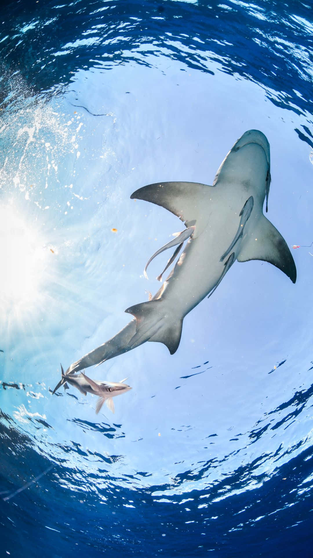 Cool Shark, great white shark, sunlit blue ocean waters, Full HD Phone Wallpaper