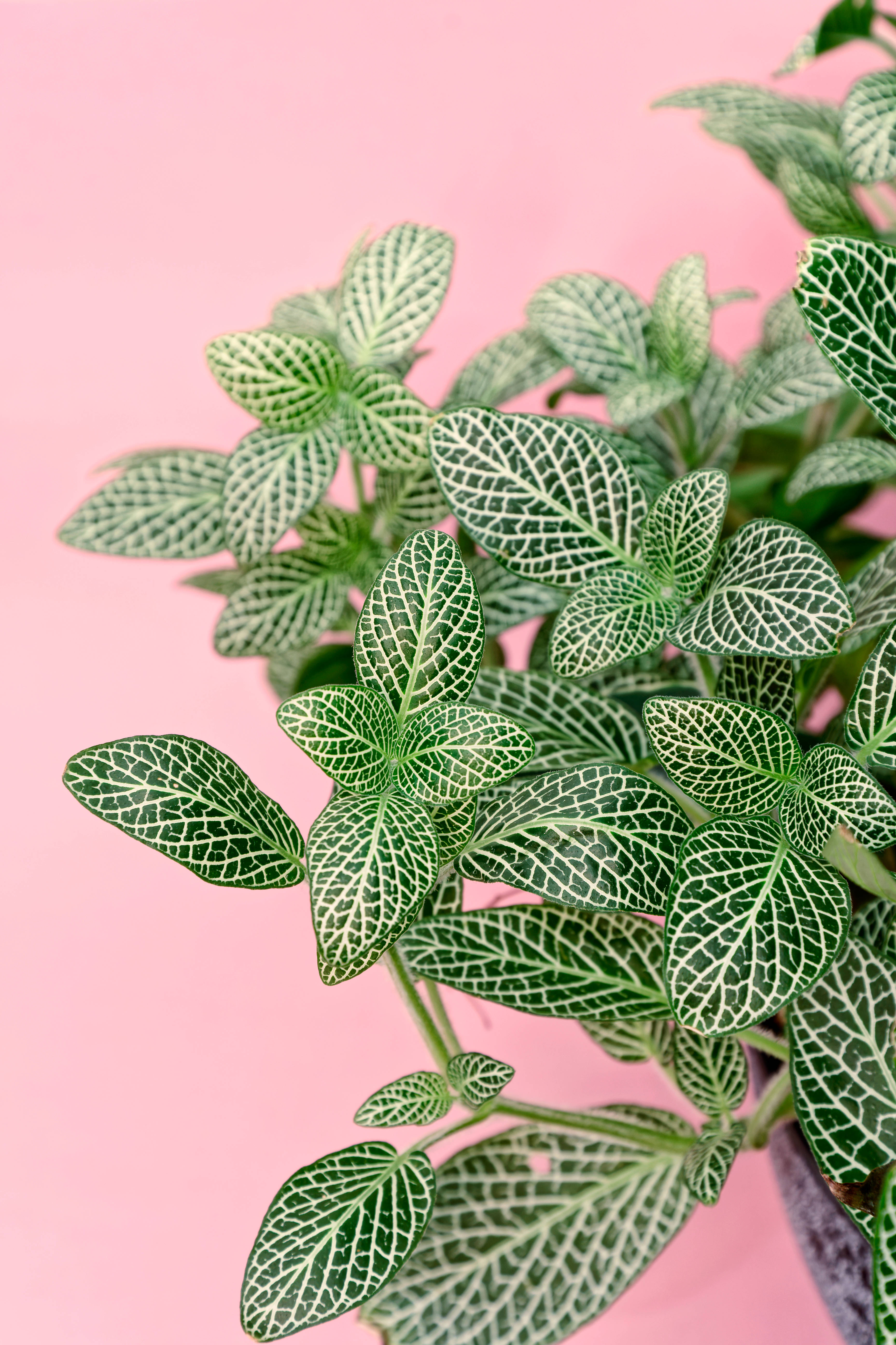 Cool Simple Nerve Plant, vibrant green leafy plant, intricate white veining, 5K Phone Wallpaper