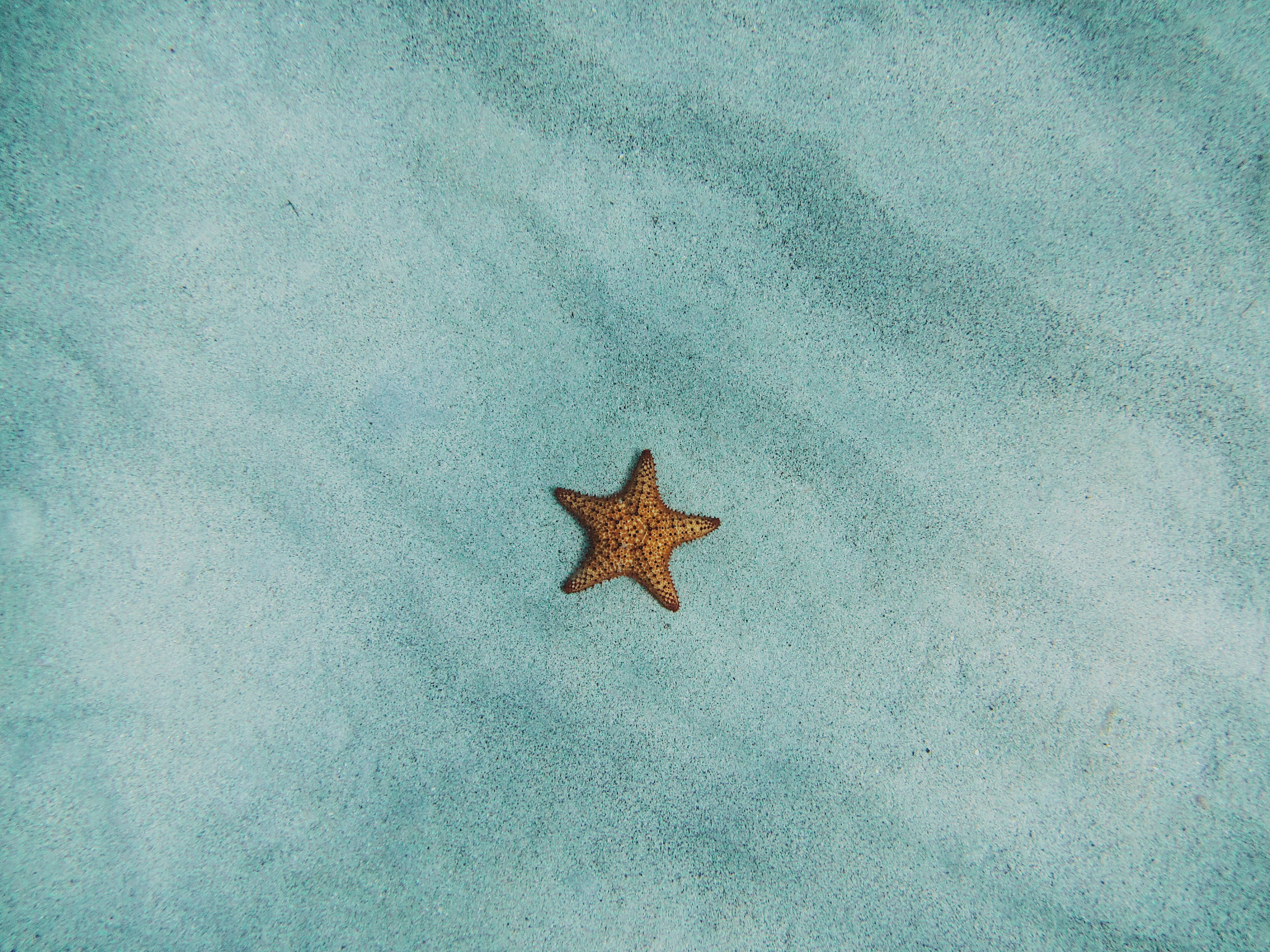 minimal starfish, orange starfish, textured turquoise sand, 4K Desktop Wallpaper