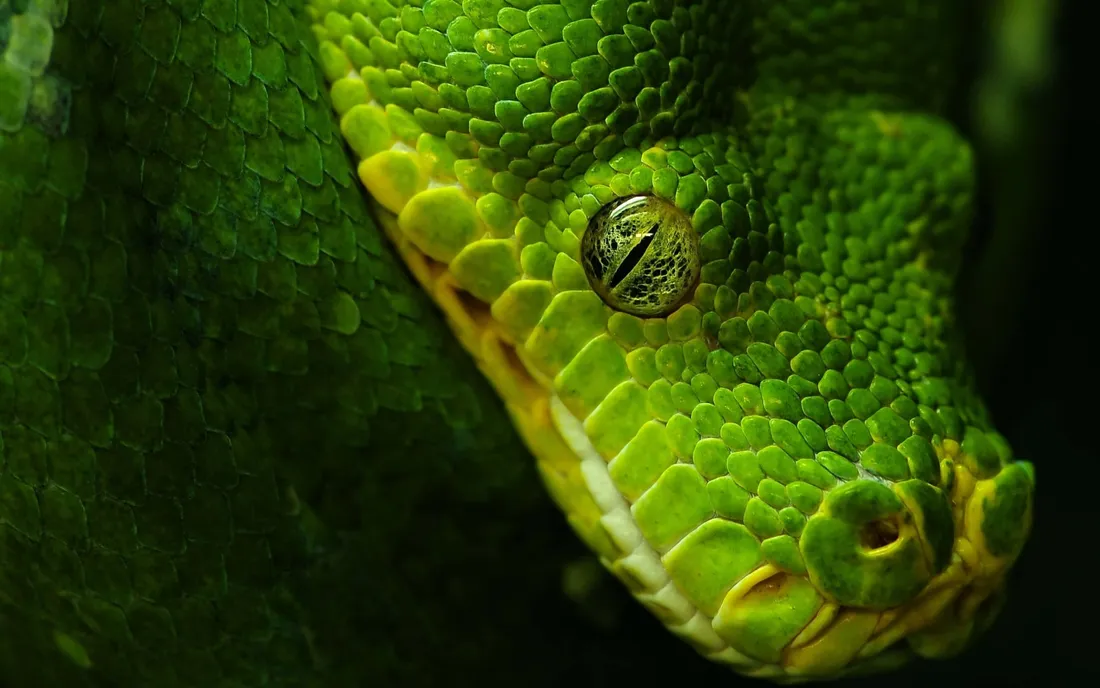 Cool Snake