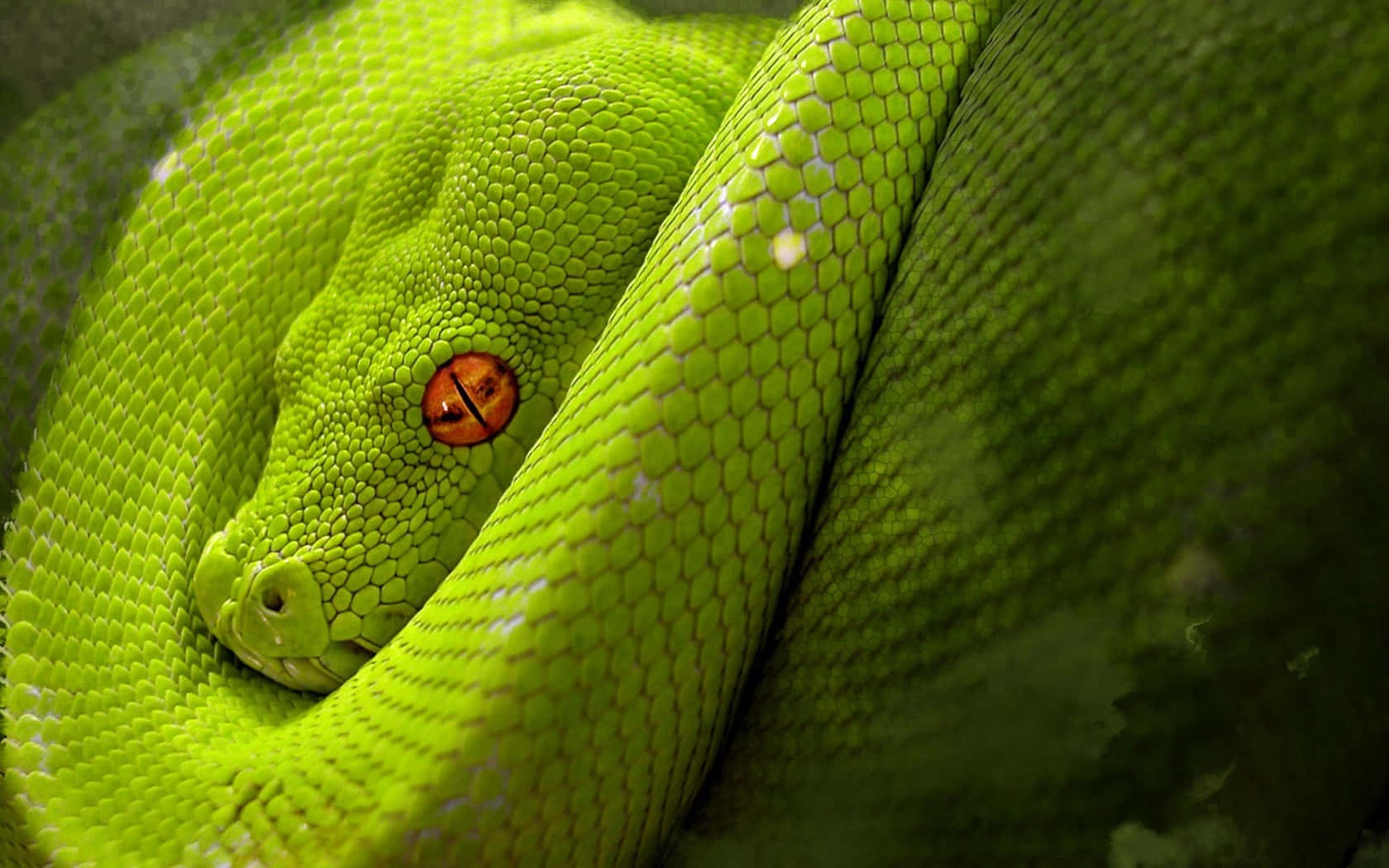 green tree python, orange eye, lush jungle setting, HD Desktop Wallpaper