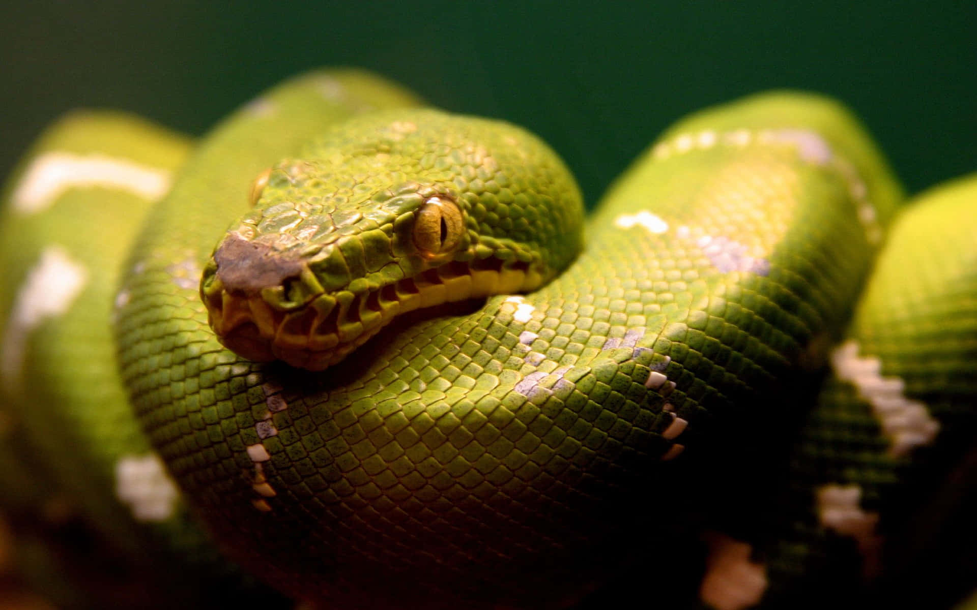vibrant green tree python, white markings, focused yellow eye, Full HD Desktop Wallpaper