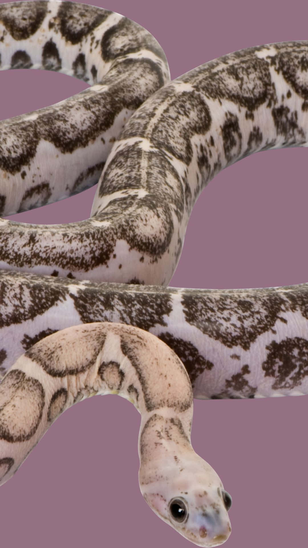 cool snake, mauve, coiled, Full HD Phone Wallpaper