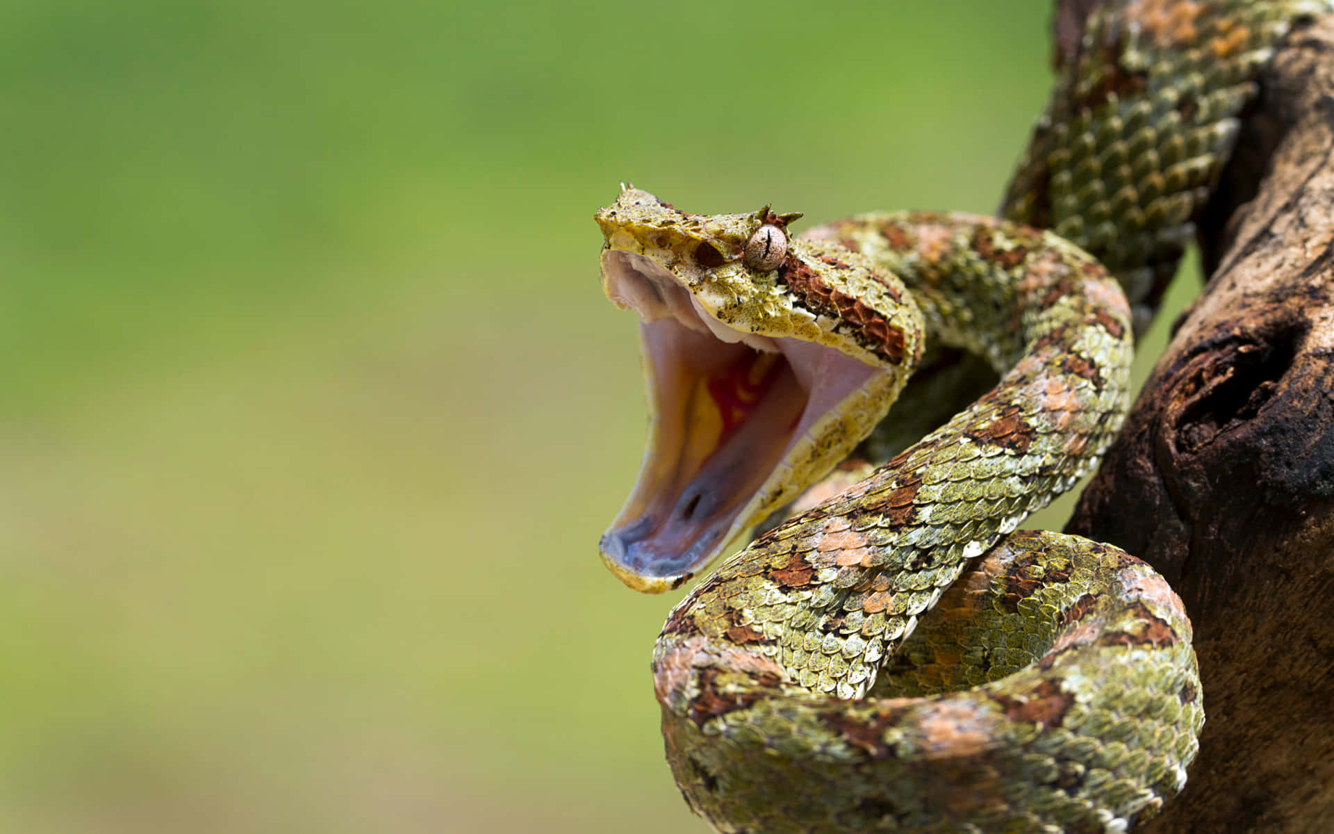 Cool Snake, pit viper, tree branch, Full HD Desktop Wallpaper