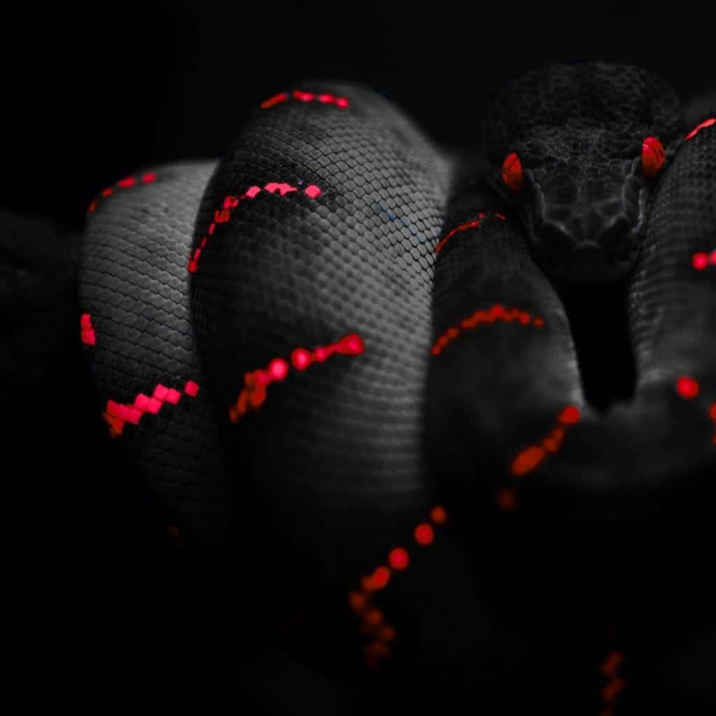 Cool Snake, black snake, glowing red eyes, SD Desktop Wallpaper