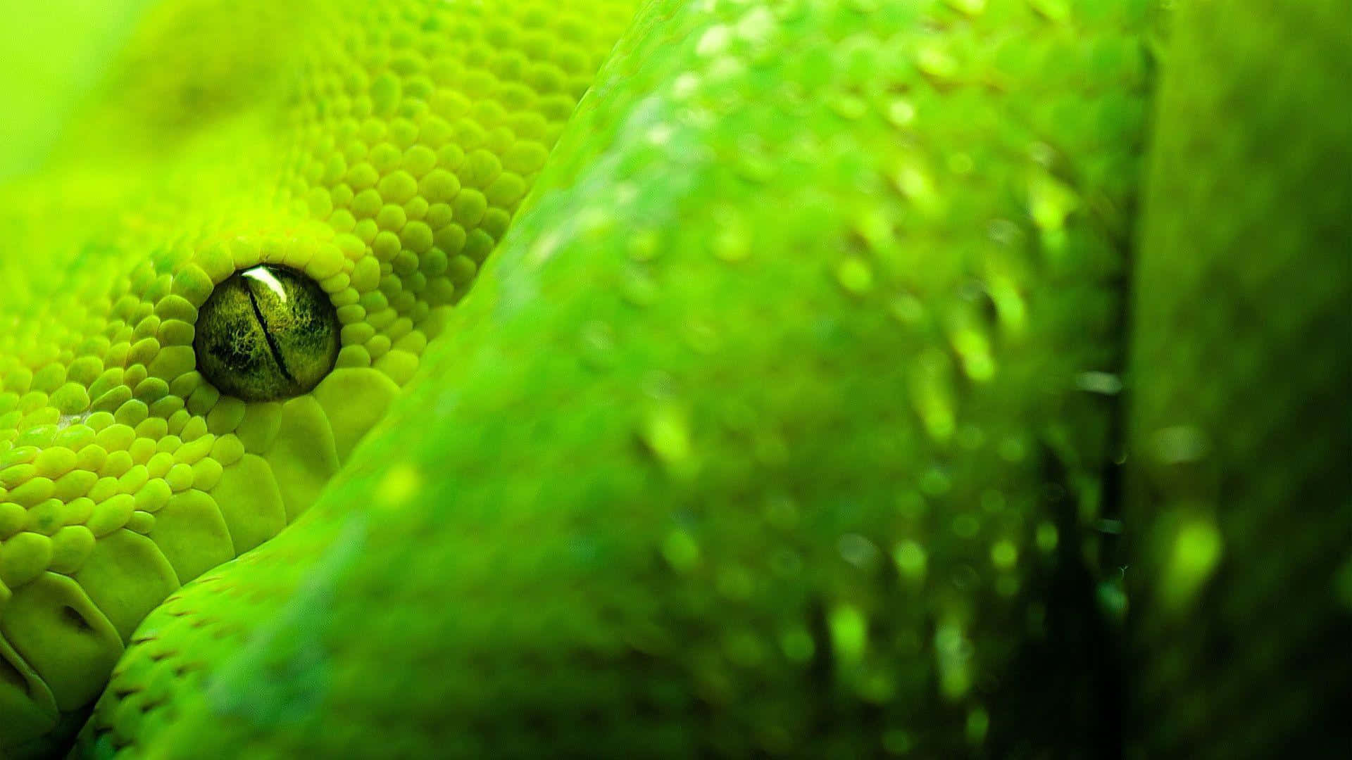 tree python, vibrant green, close-up, Full HD Desktop Wallpaper